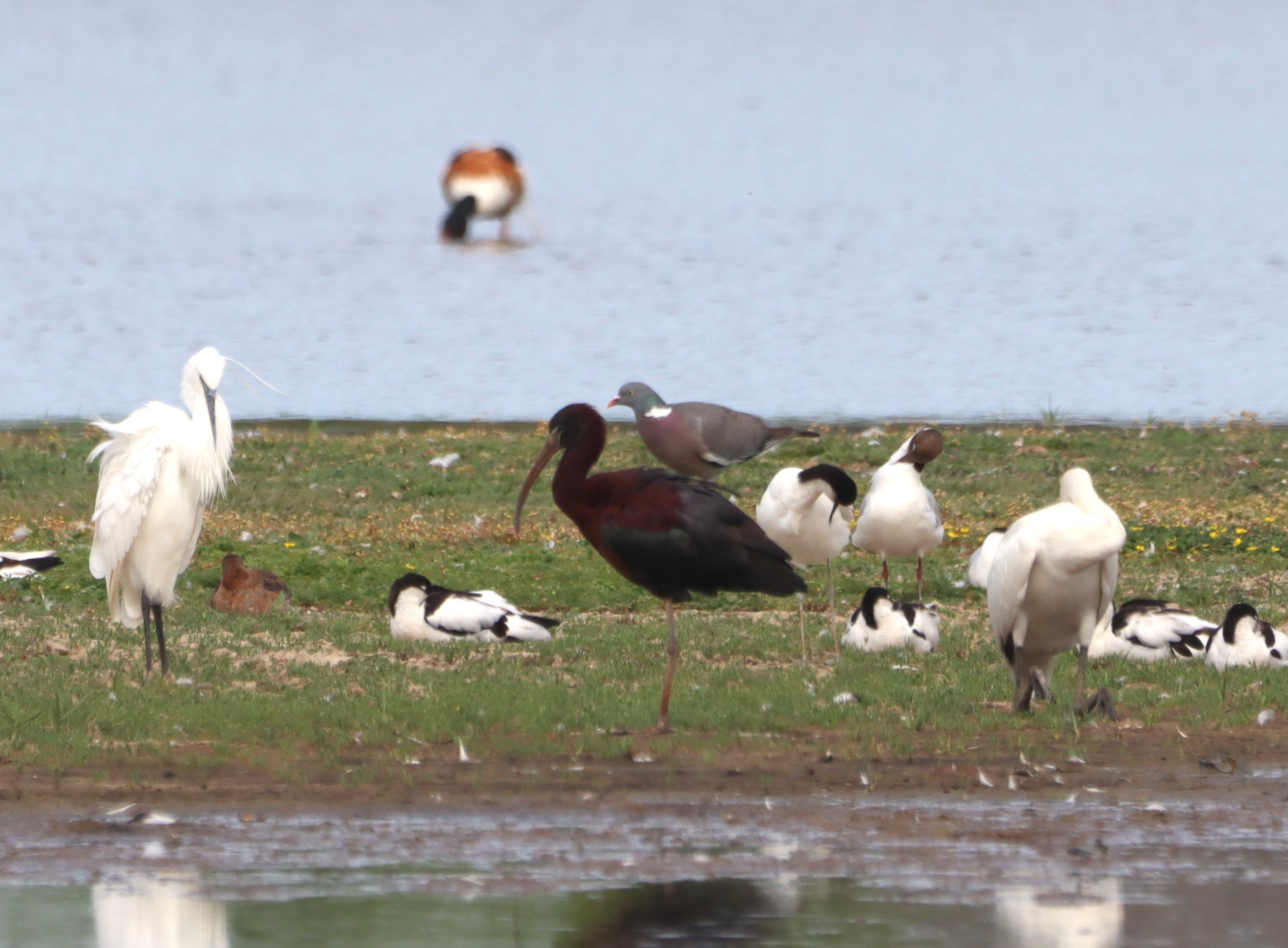 Glossy Ibis - 27-06-2026