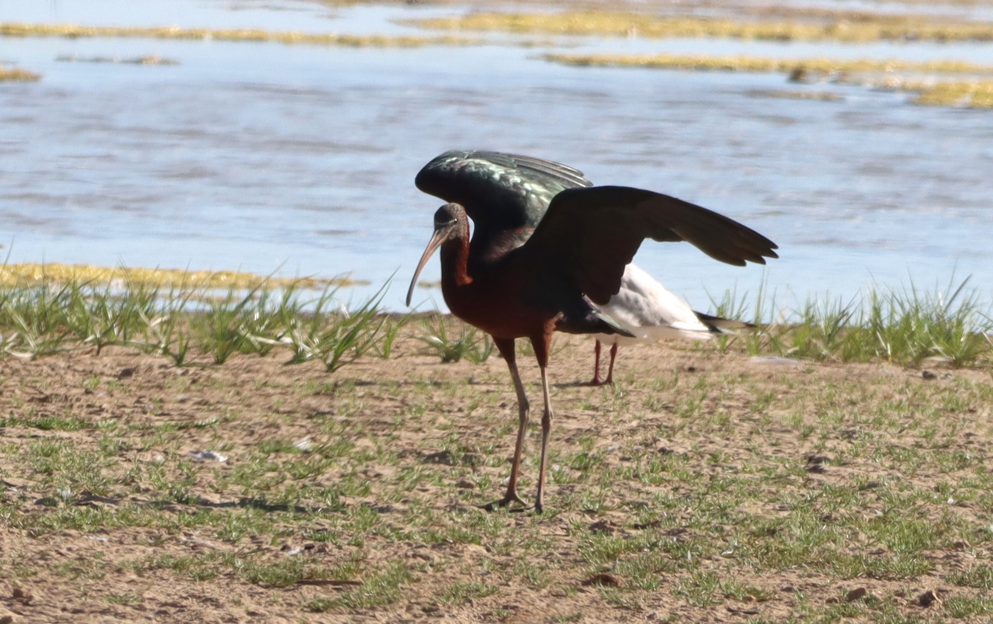 Glossy Ibis - 29-06-2026