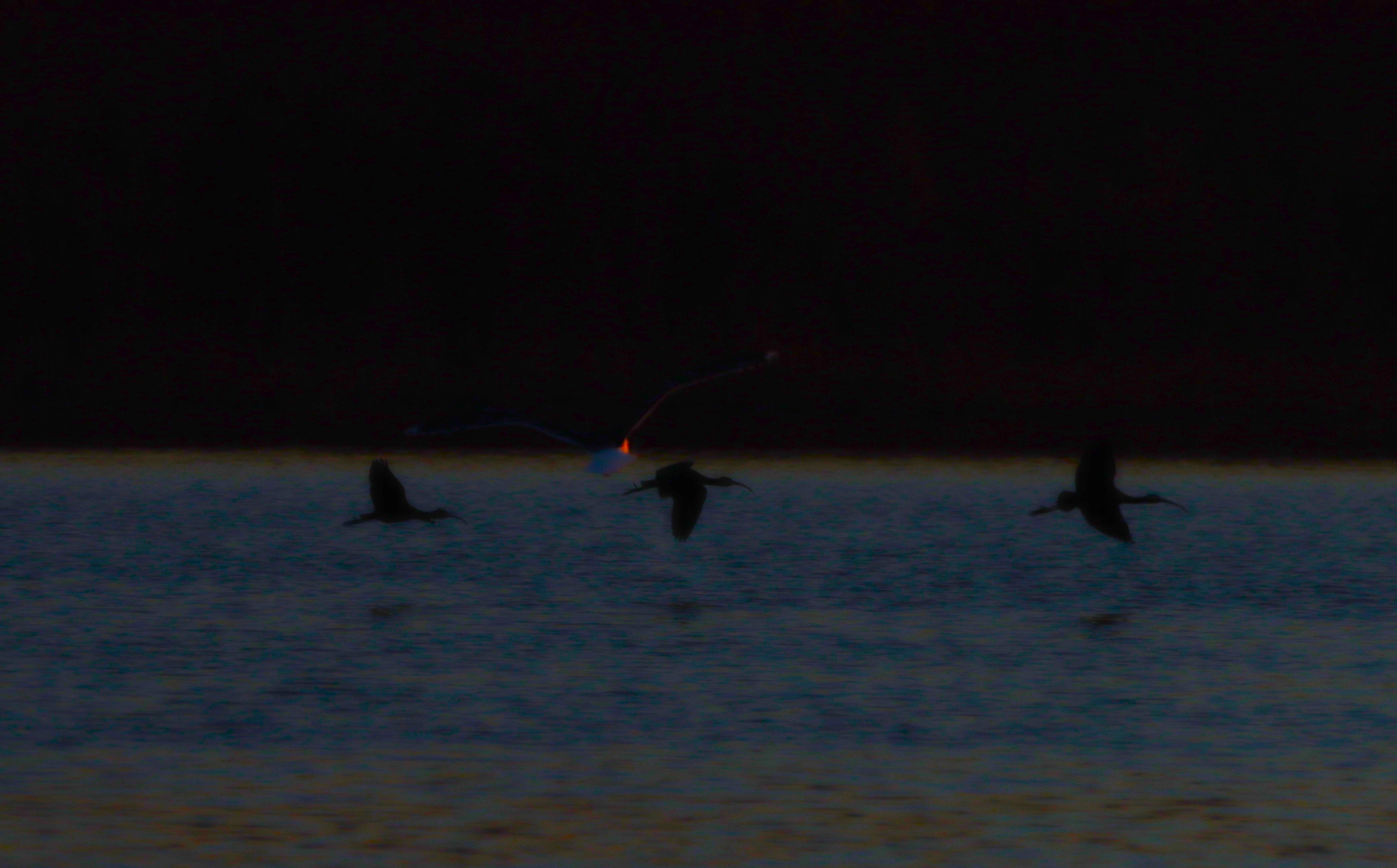 Glossy Ibis - 03-12-2025