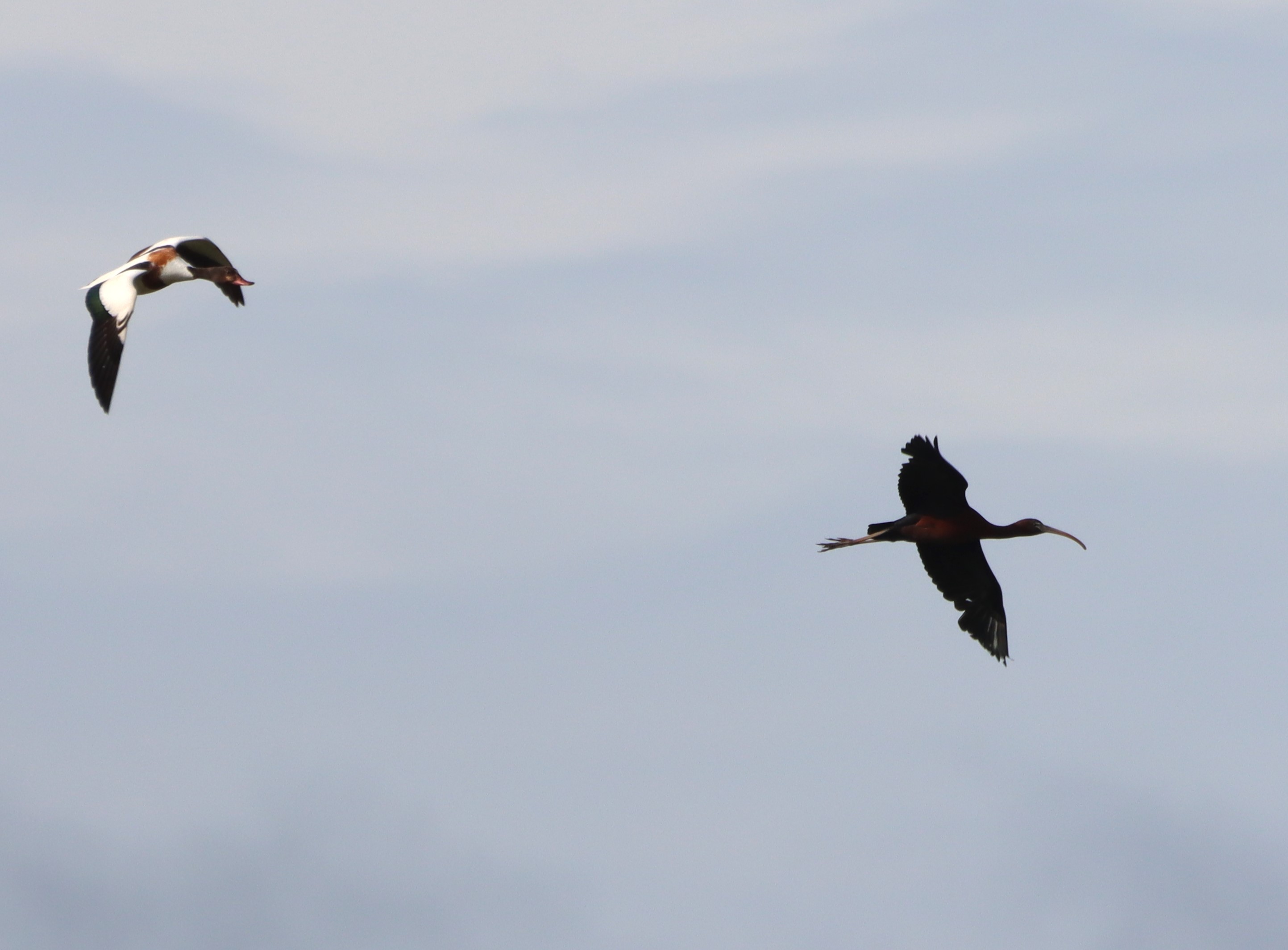 Glossy Ibis - 03-06-2026
