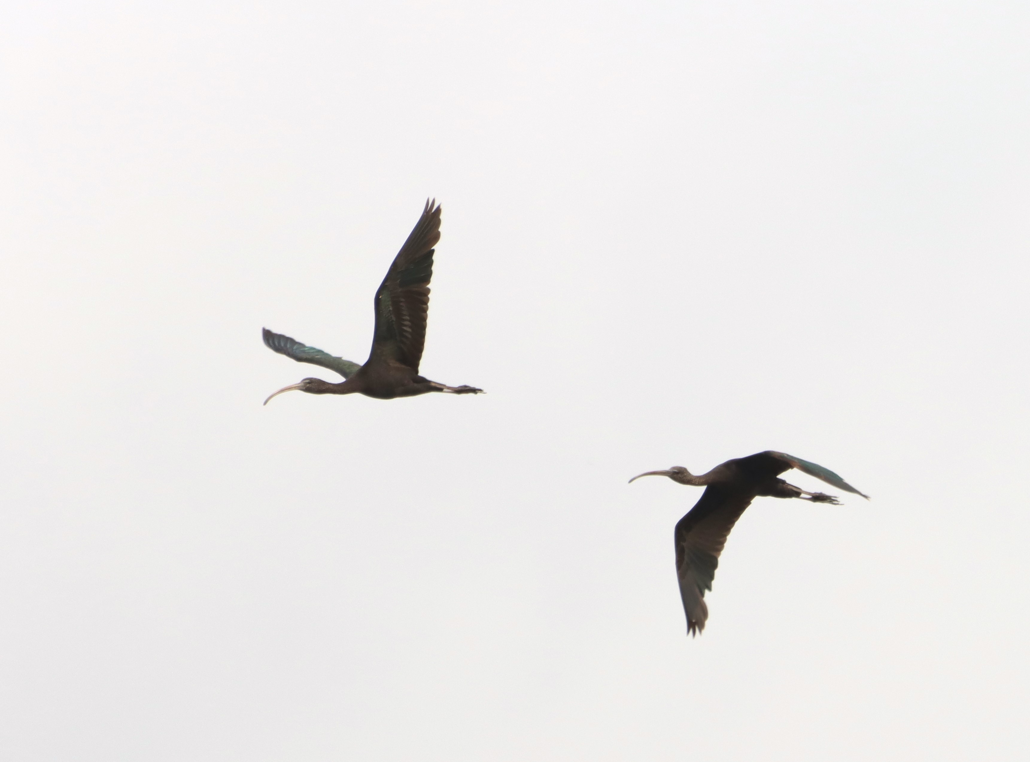 Glossy Ibis - 03-06-2026