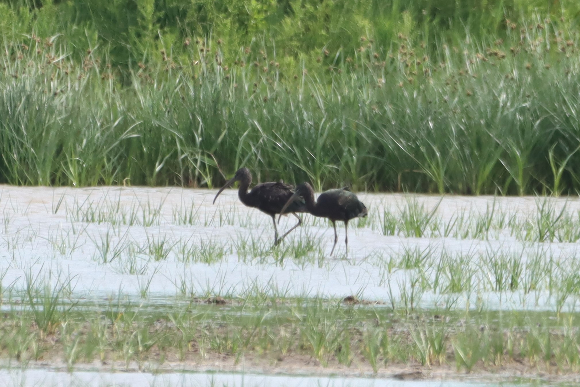 Glossy Ibis - 03-06-2026