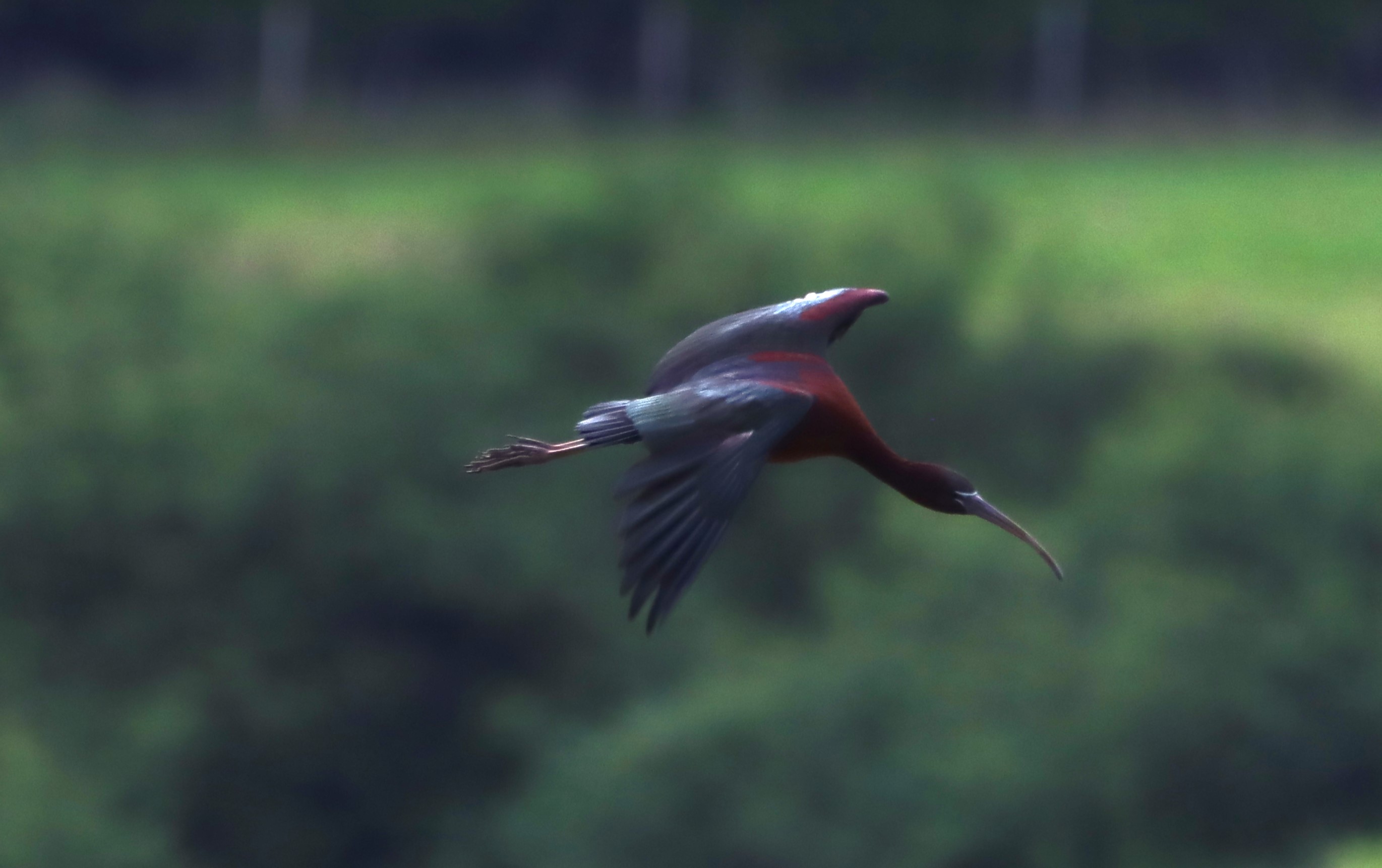 Glossy Ibis - 04-06-2026