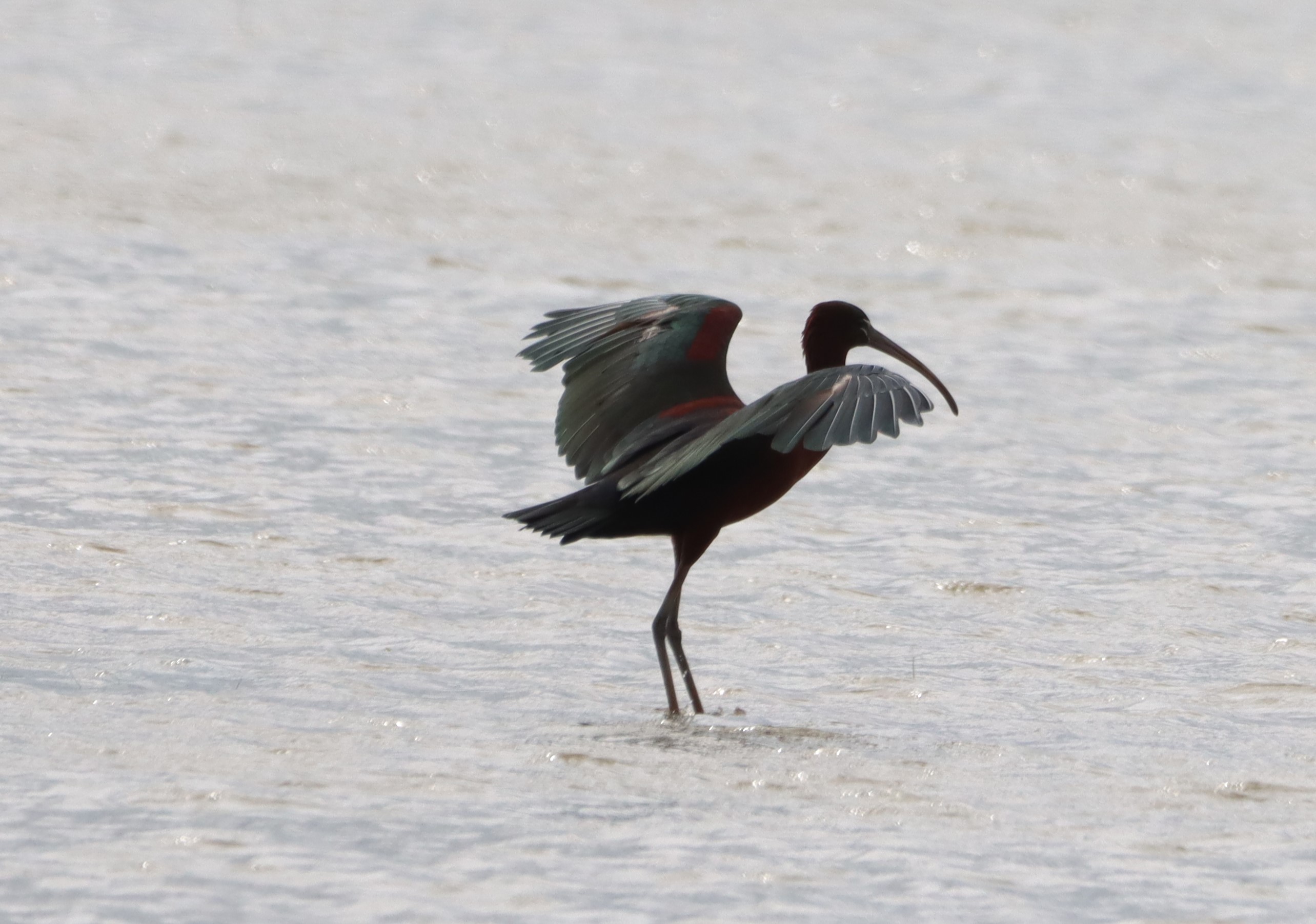 Glossy Ibis - 04-06-2026