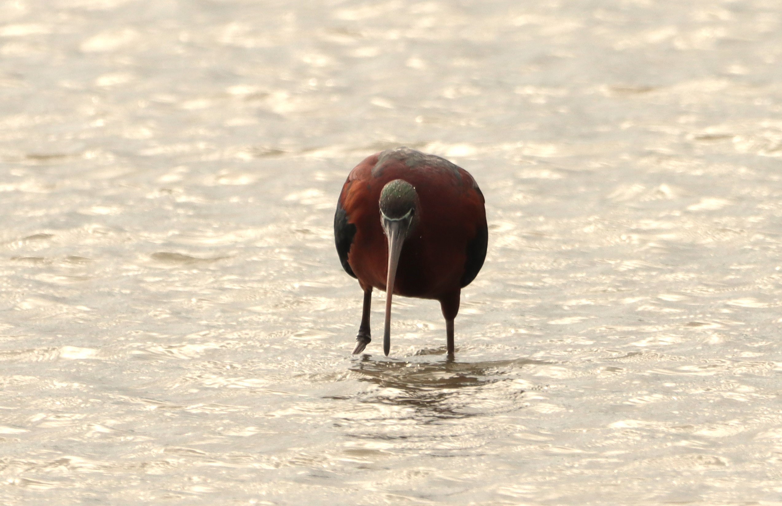 Glossy Ibis - 04-06-2026
