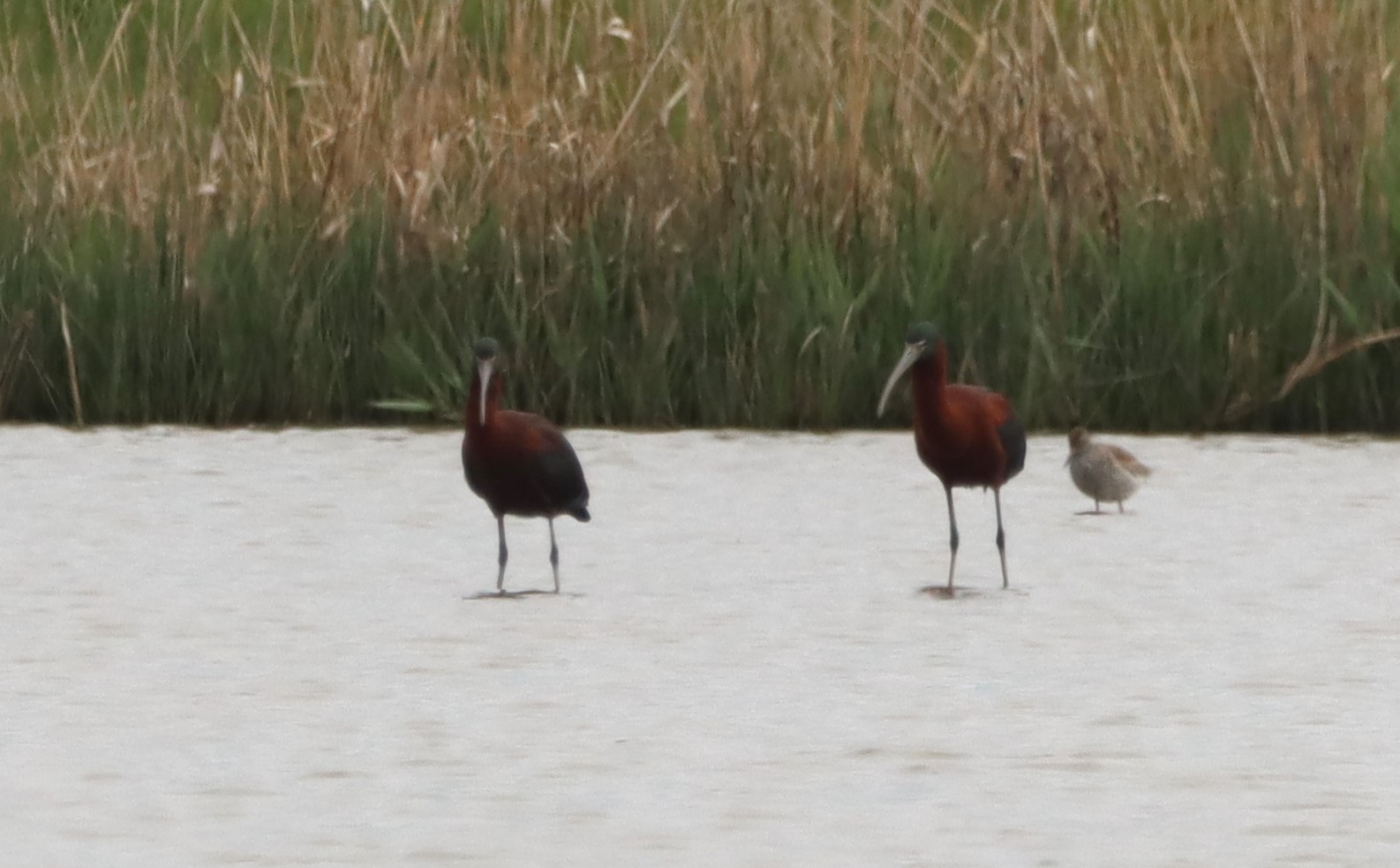 Glossy Ibis - 05-05-2023