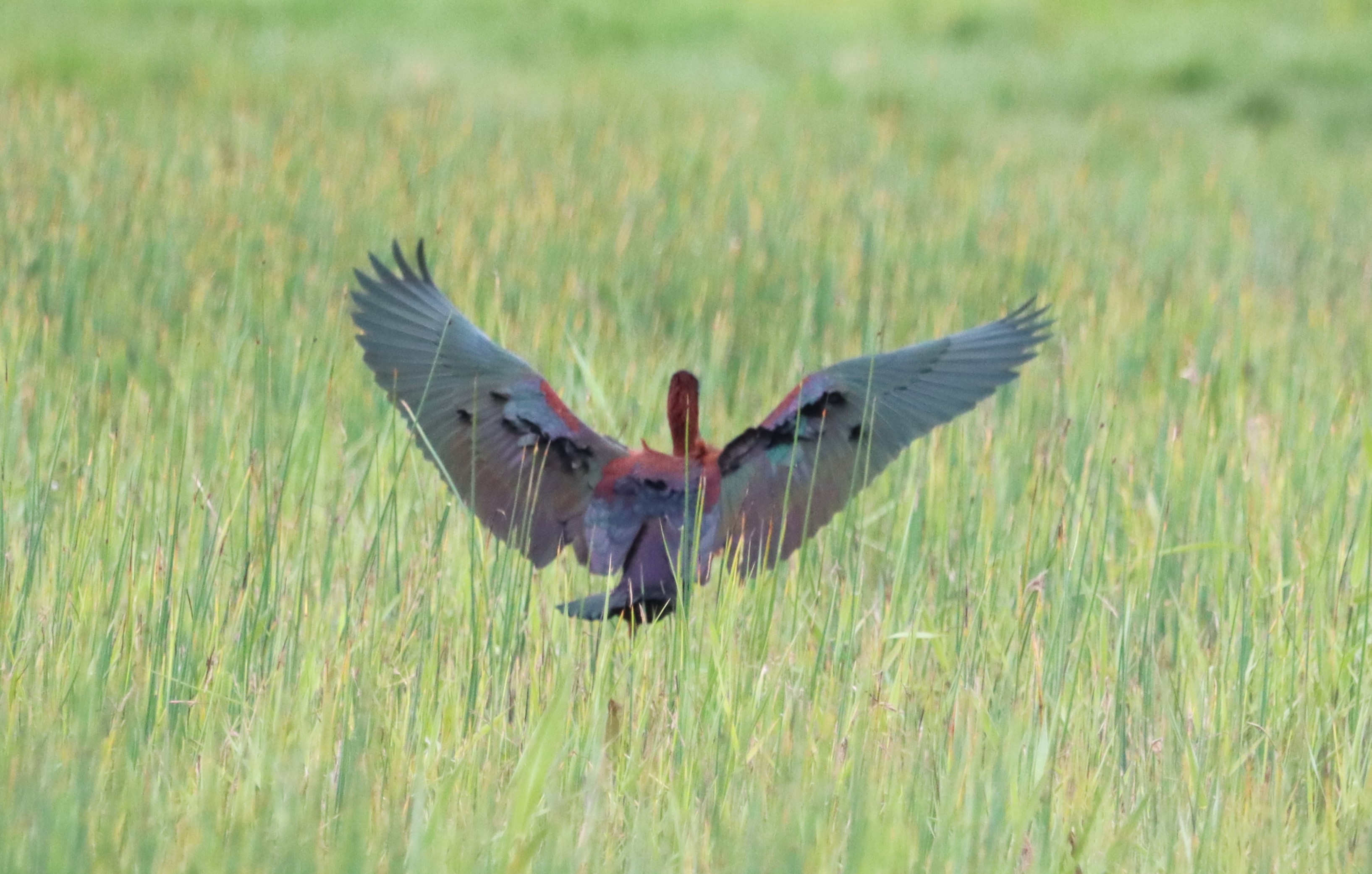 Glossy Ibis - 05-05-2023