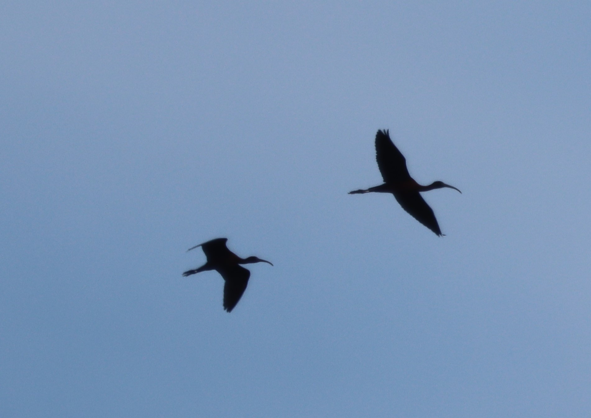 Glossy Ibis - 05-05-2023