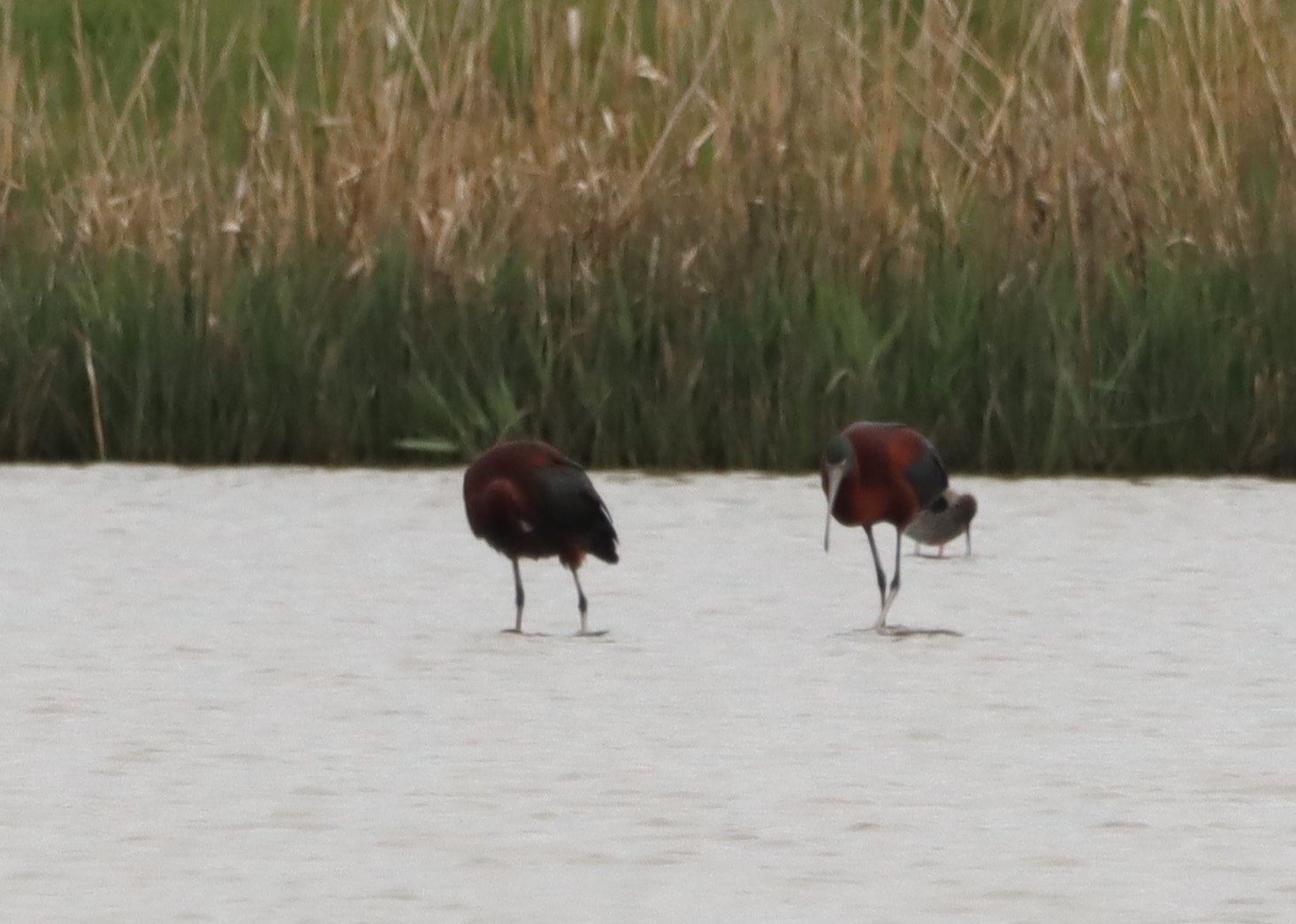 Glossy Ibis - 05-05-2023