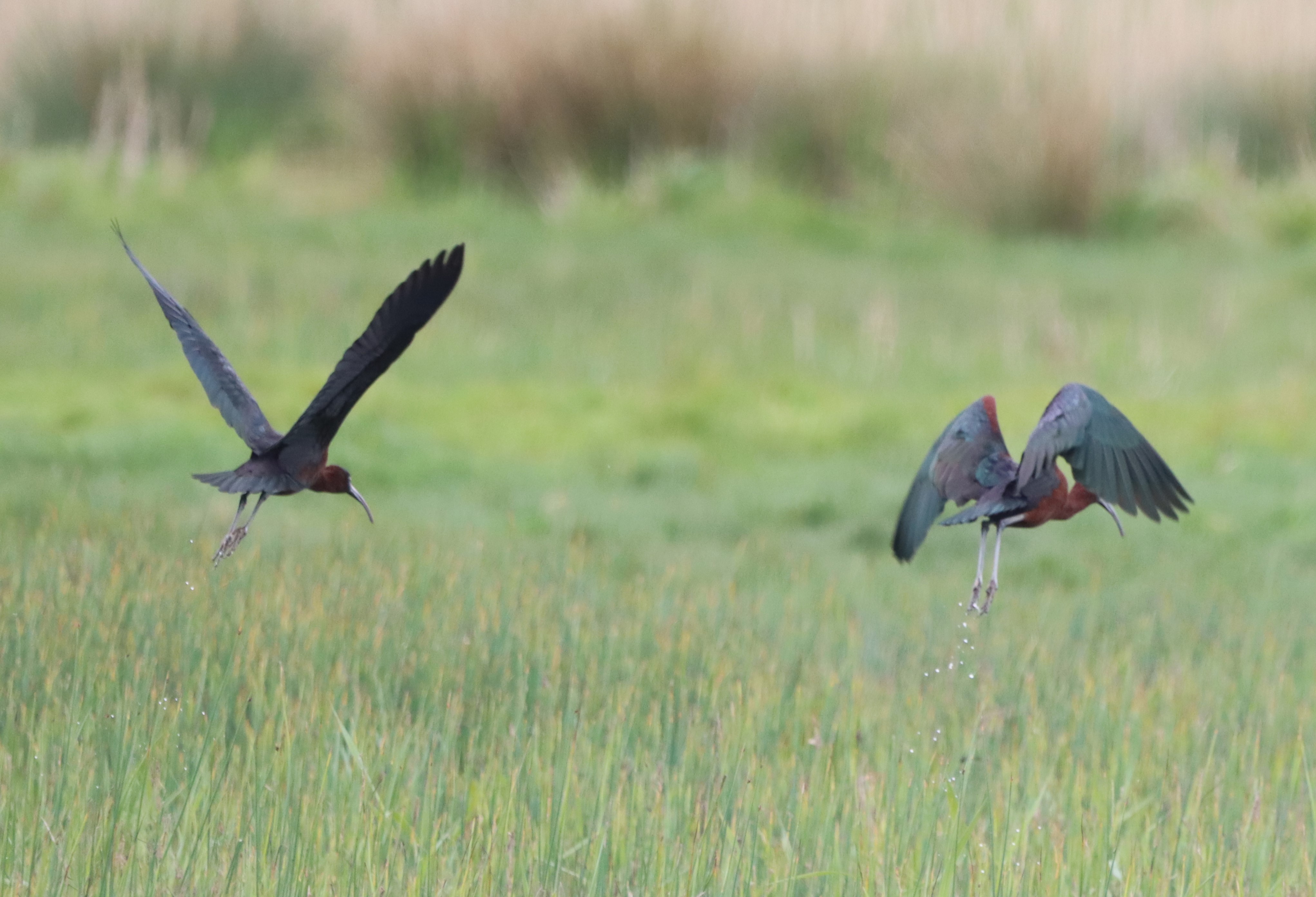 Glossy Ibis - 05-05-2023