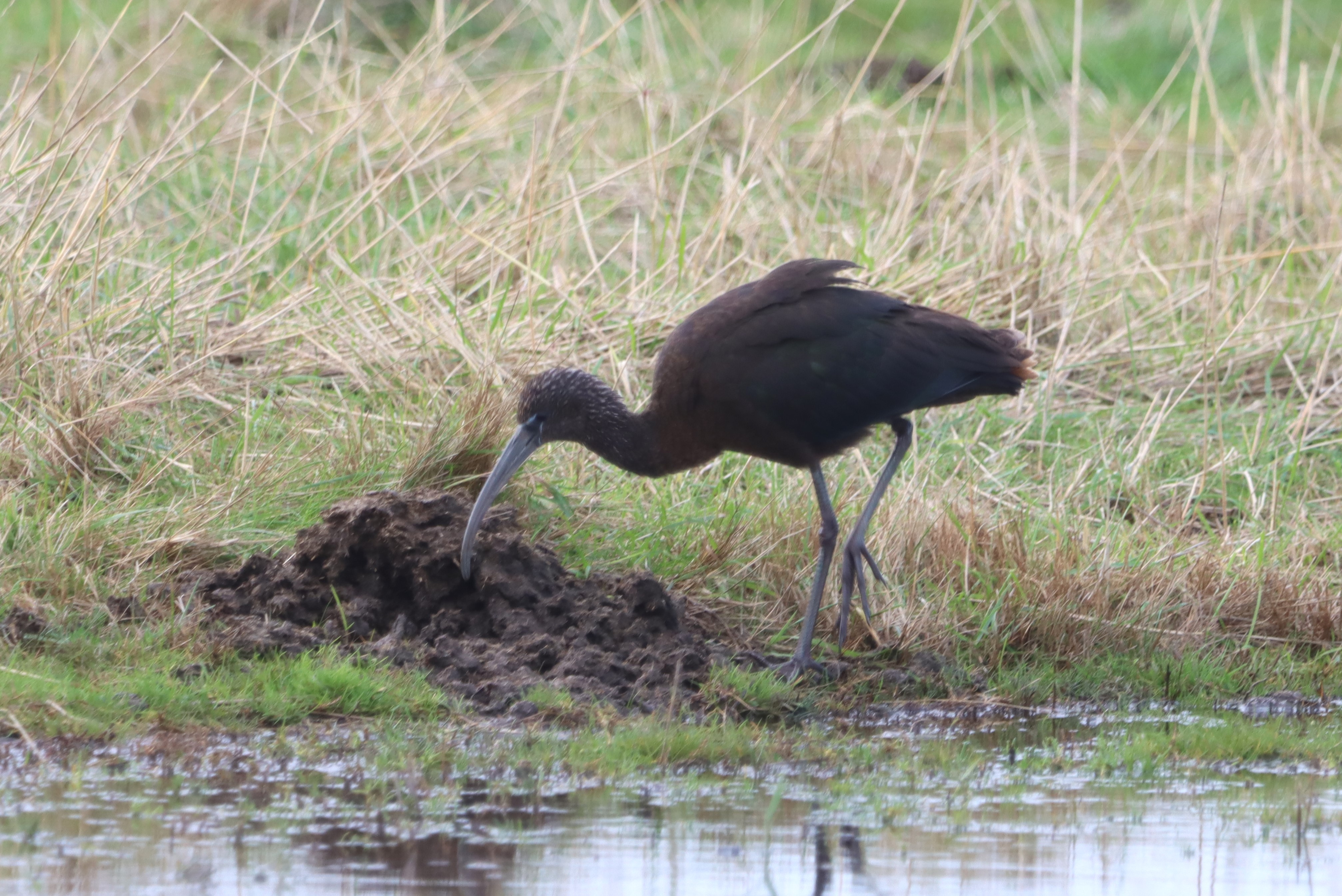 Glossy Ibis - 29-10-2023