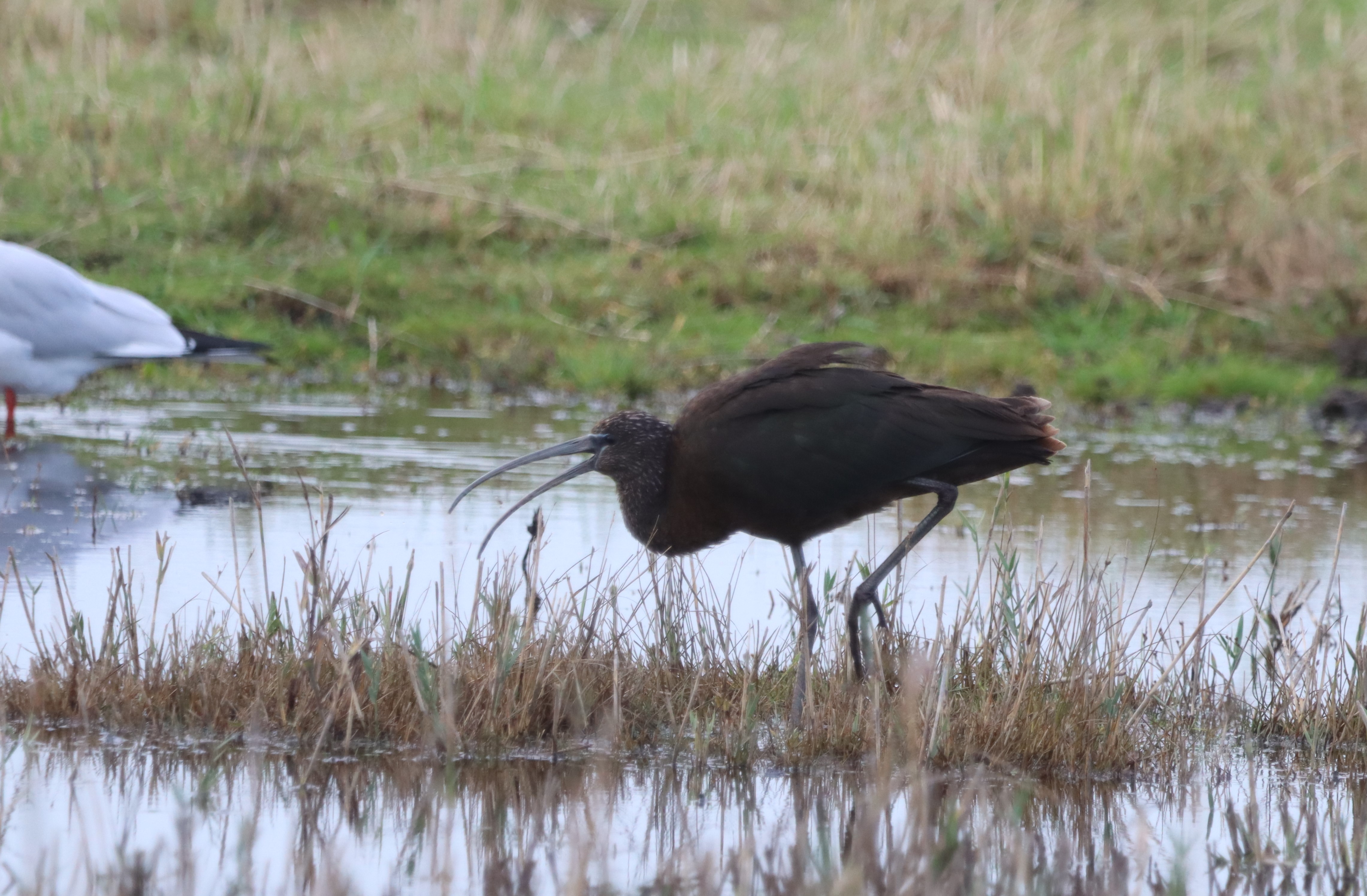 Glossy Ibis - 29-10-2023