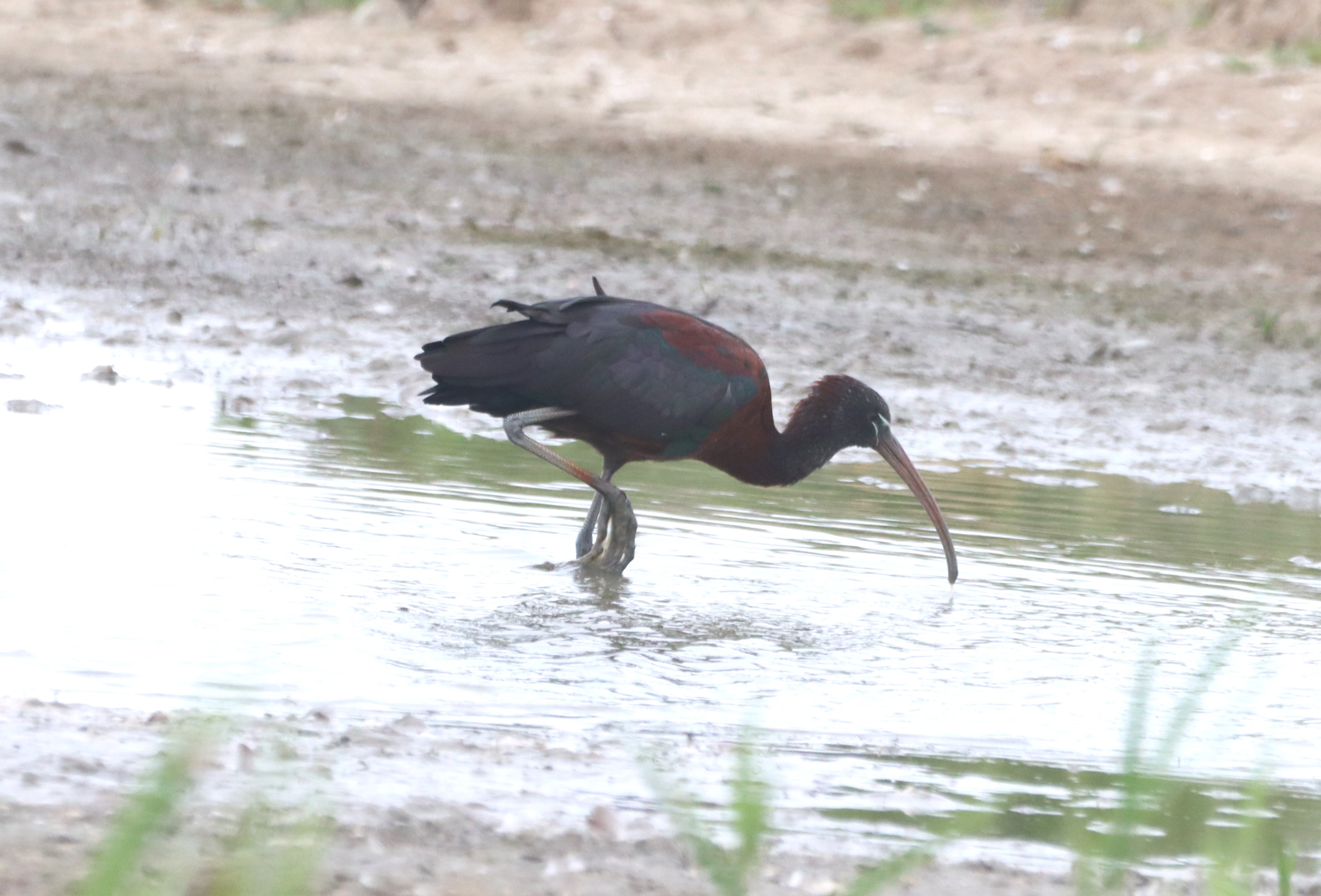 Glossy Ibis - 14-07-2026