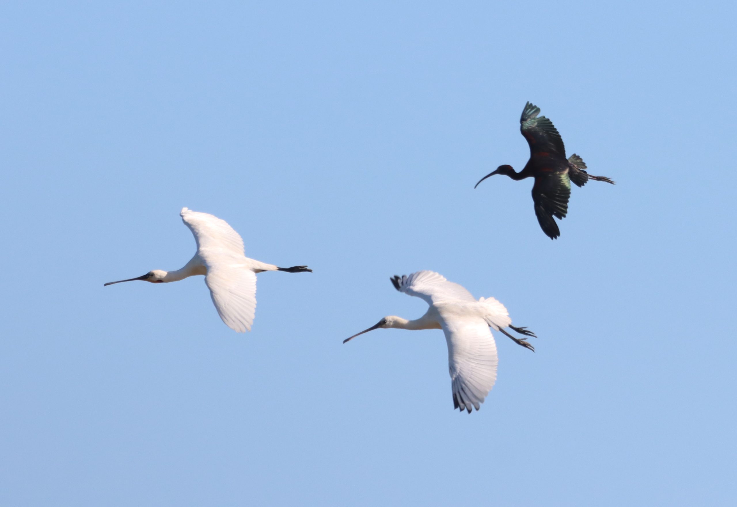 Spoonbill - 29-06-2026