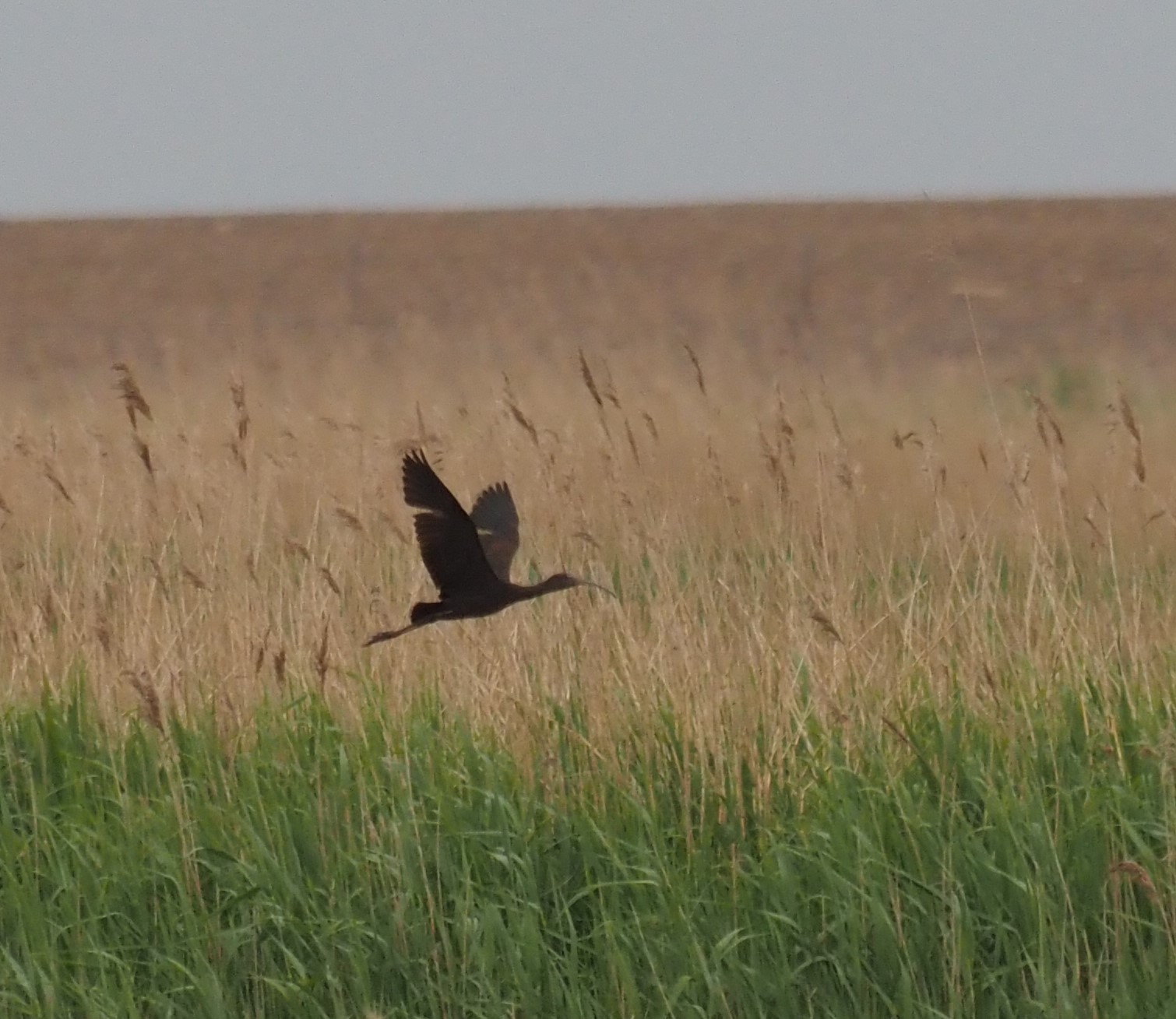 Glossy Ibis - 14-05-2024