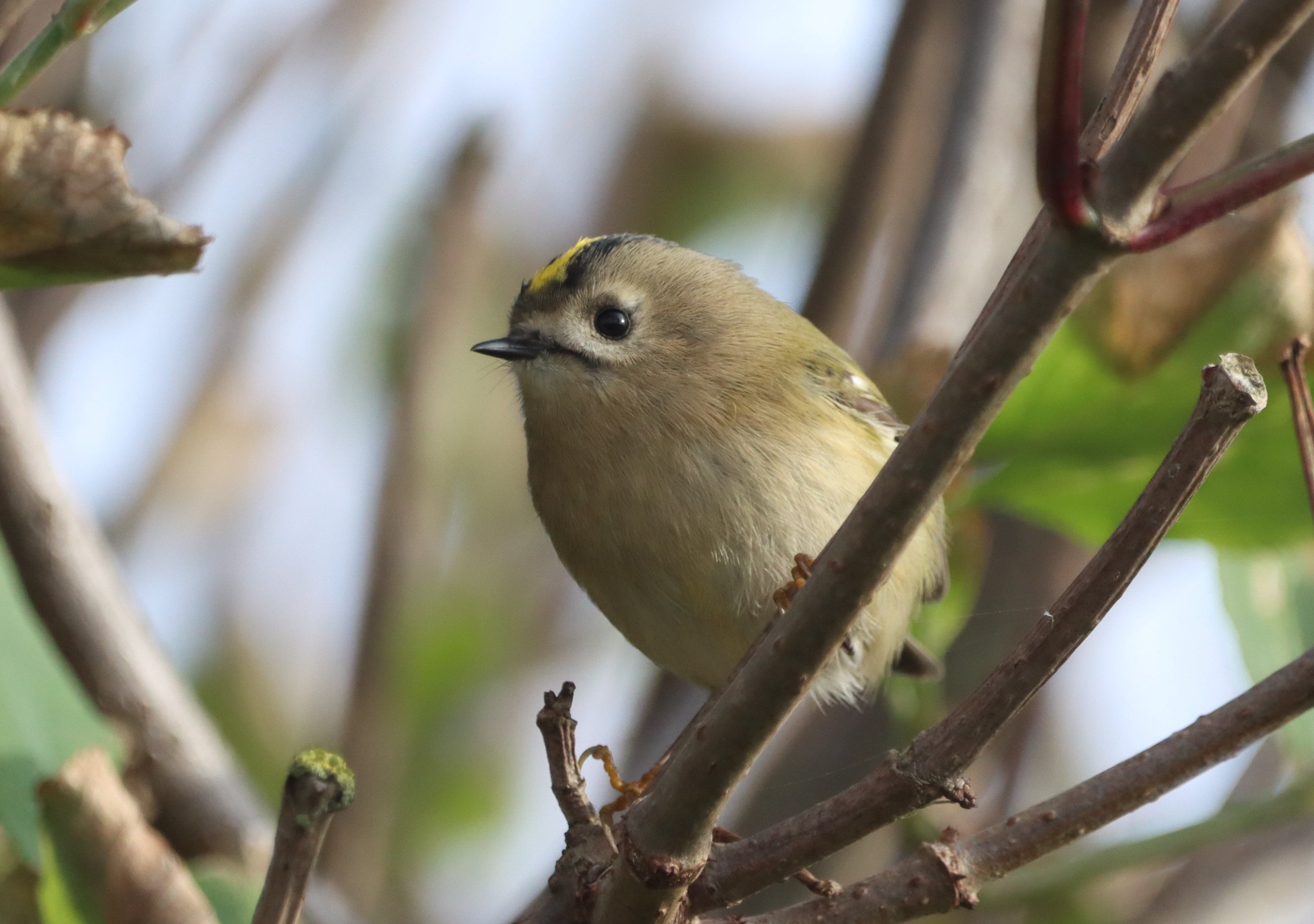 Goldcrest - 09-10-2023