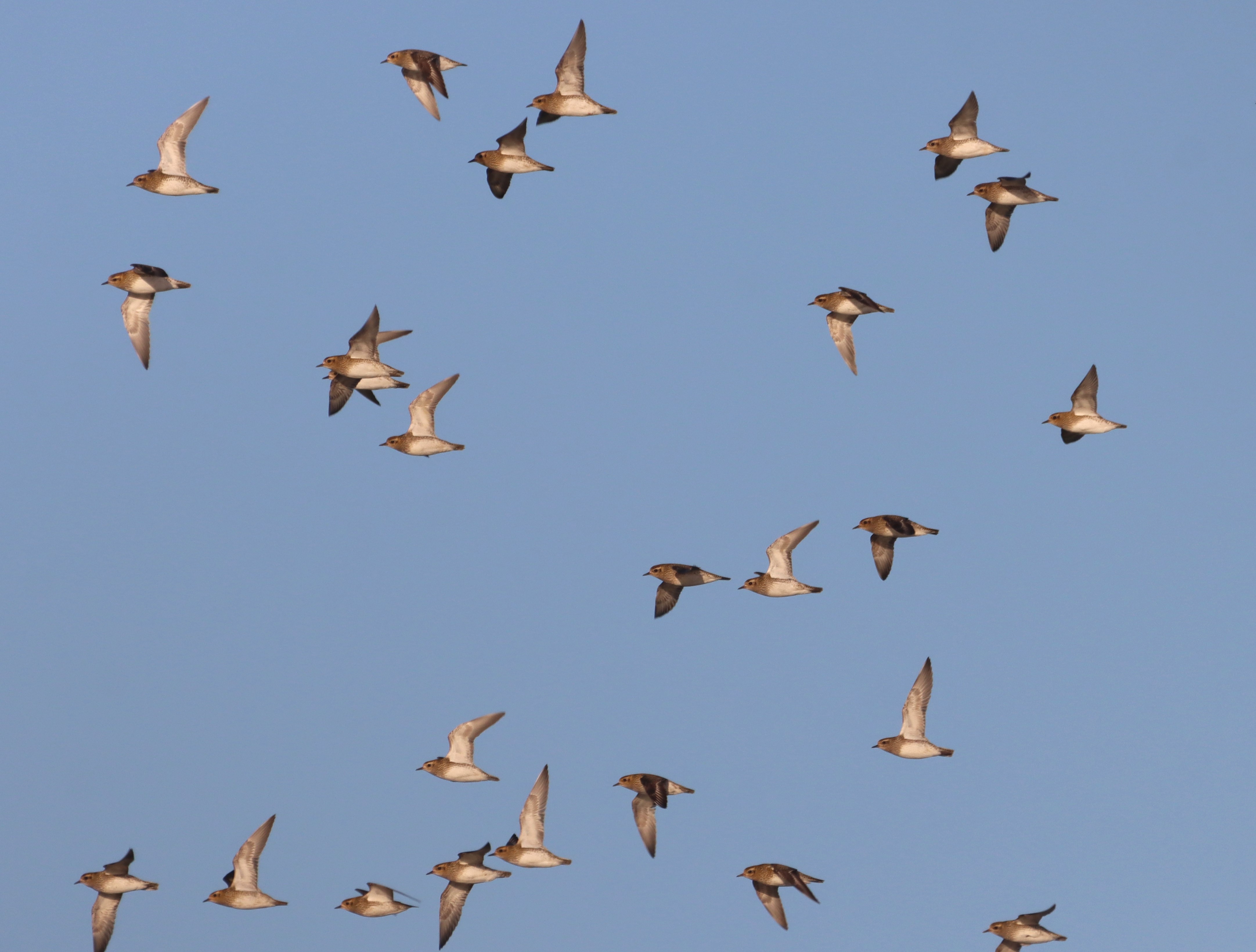 Golden Plover - 10-12-2025