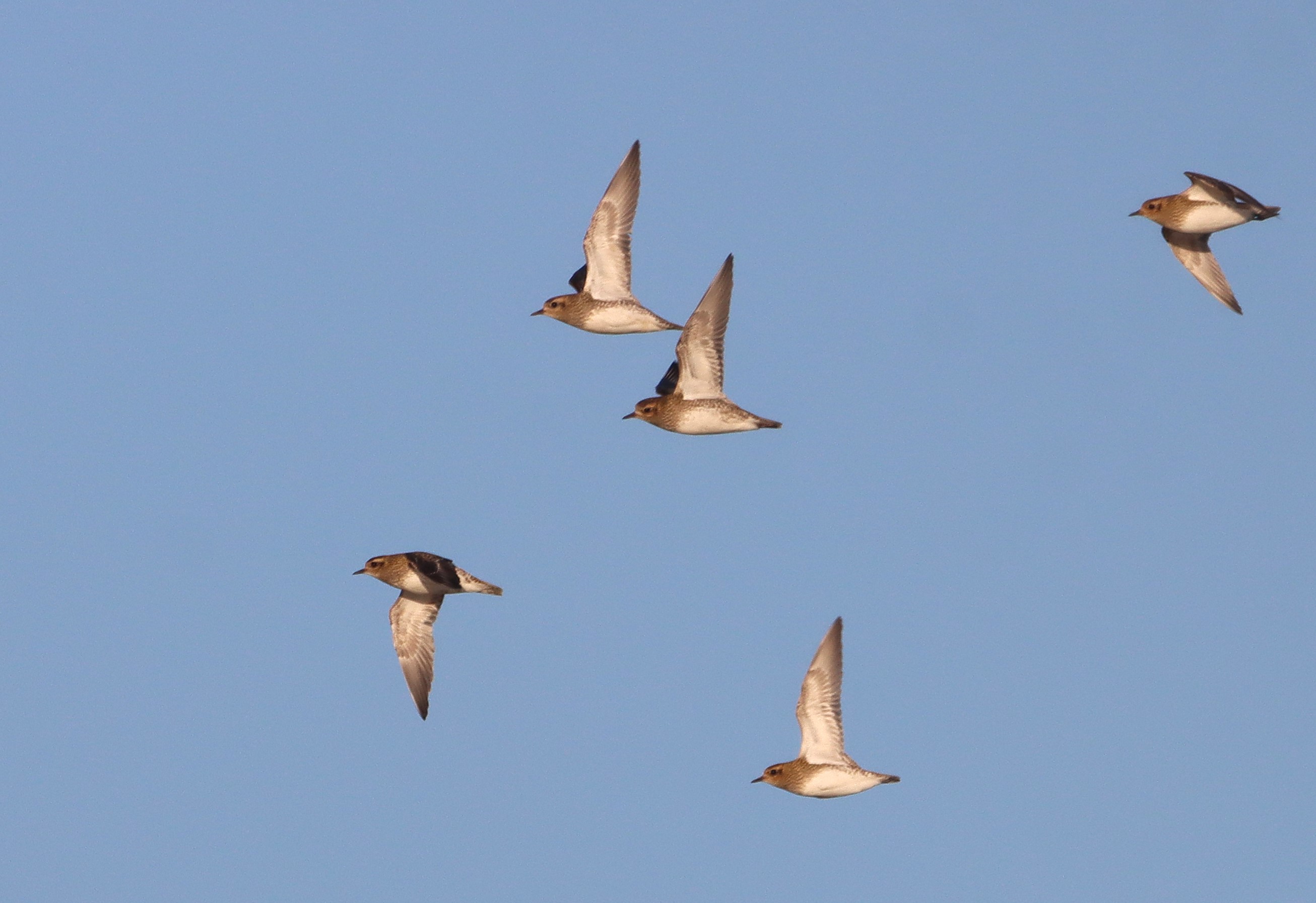 Golden Plover - 10-12-2025