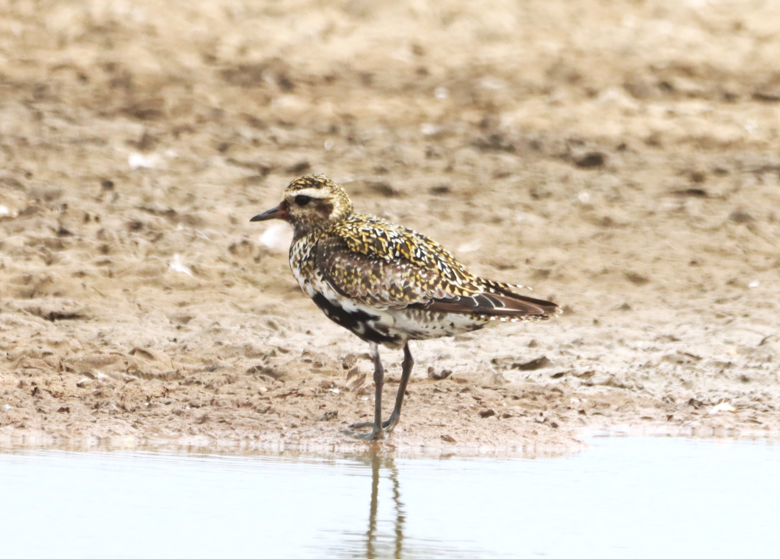 Golden Plover - 15-08-2026