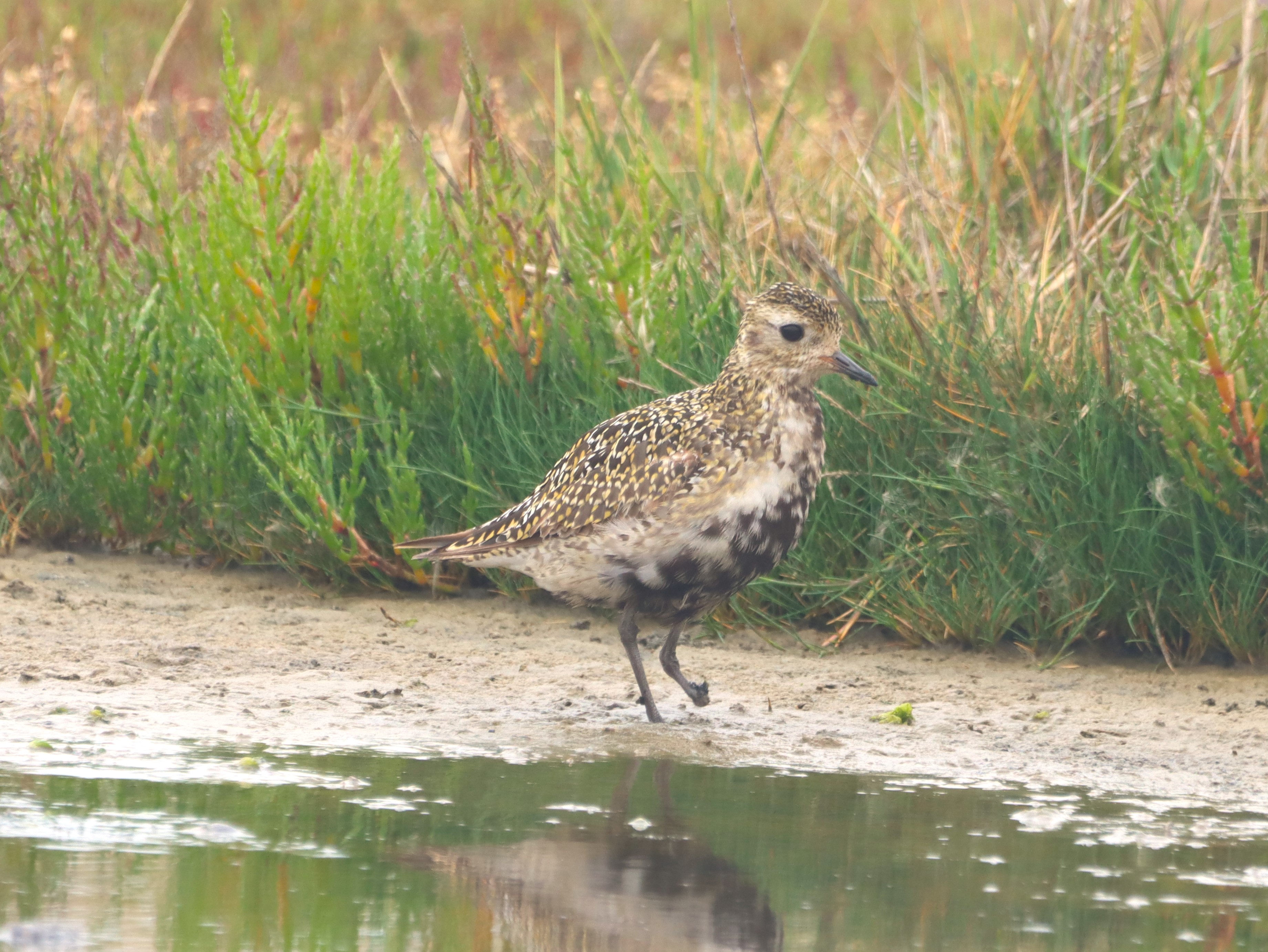 Golden Plover - 19-08-2025