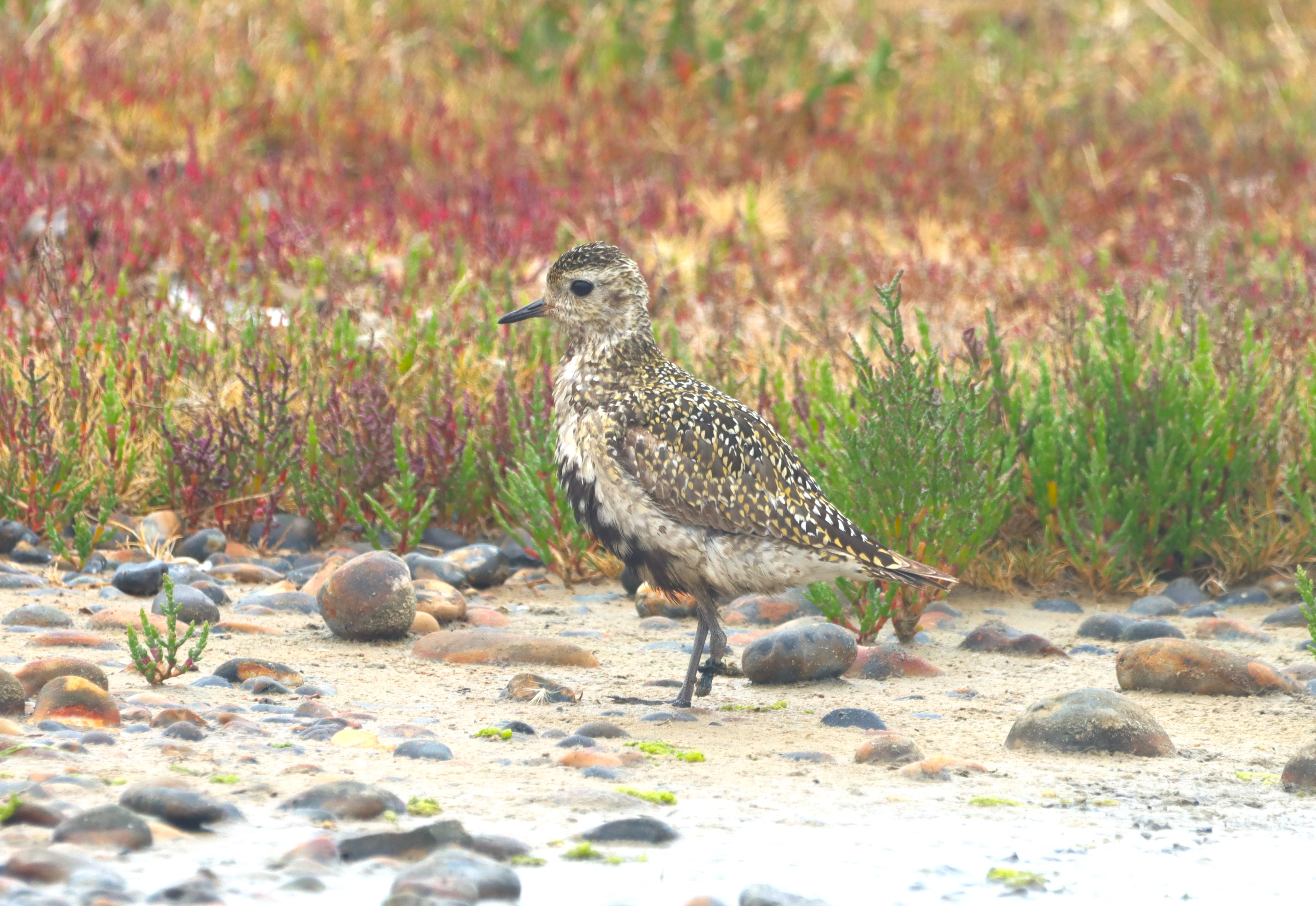 Golden Plover - 19-08-2025