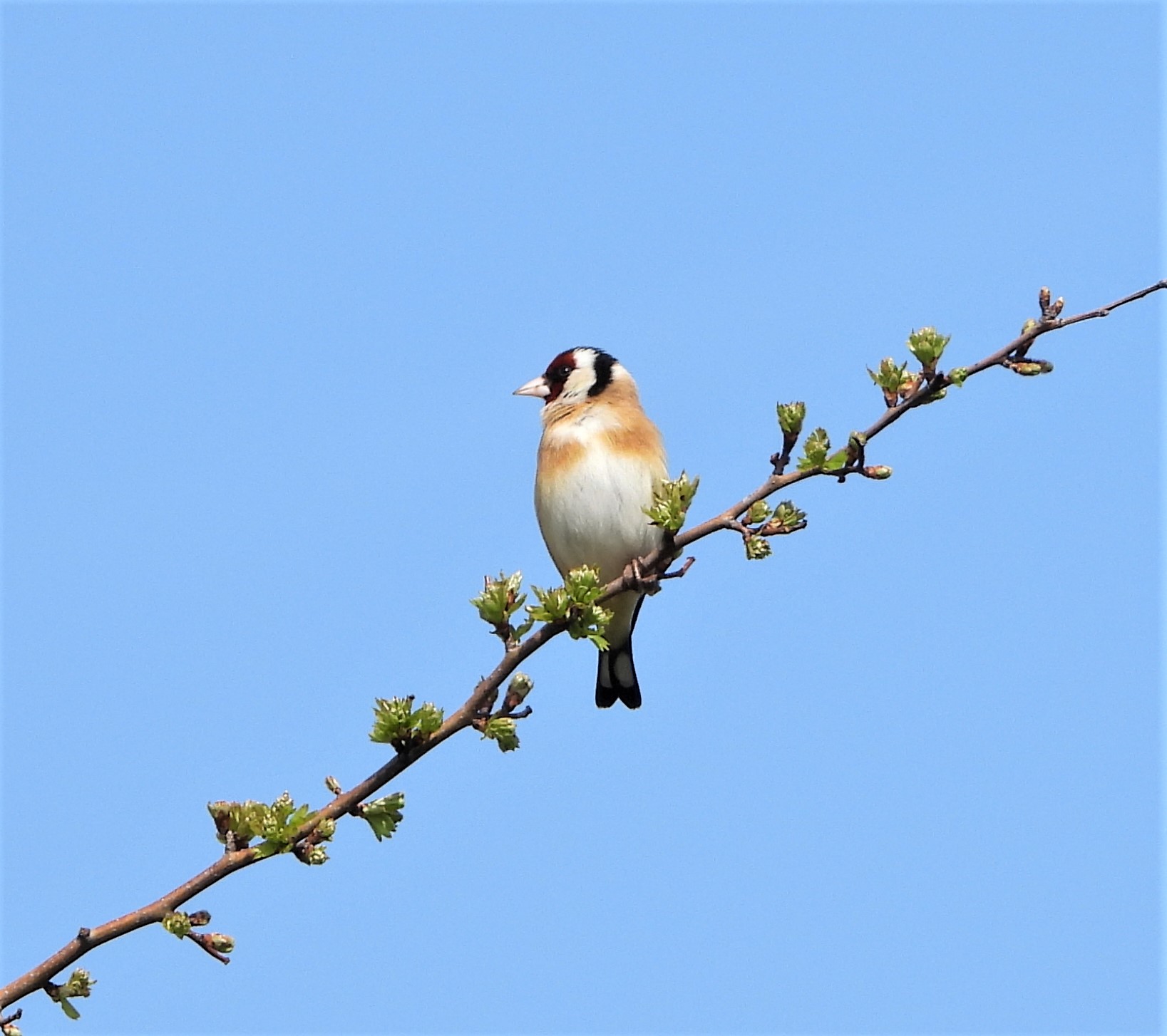 Goldfinch - 16-04-2023