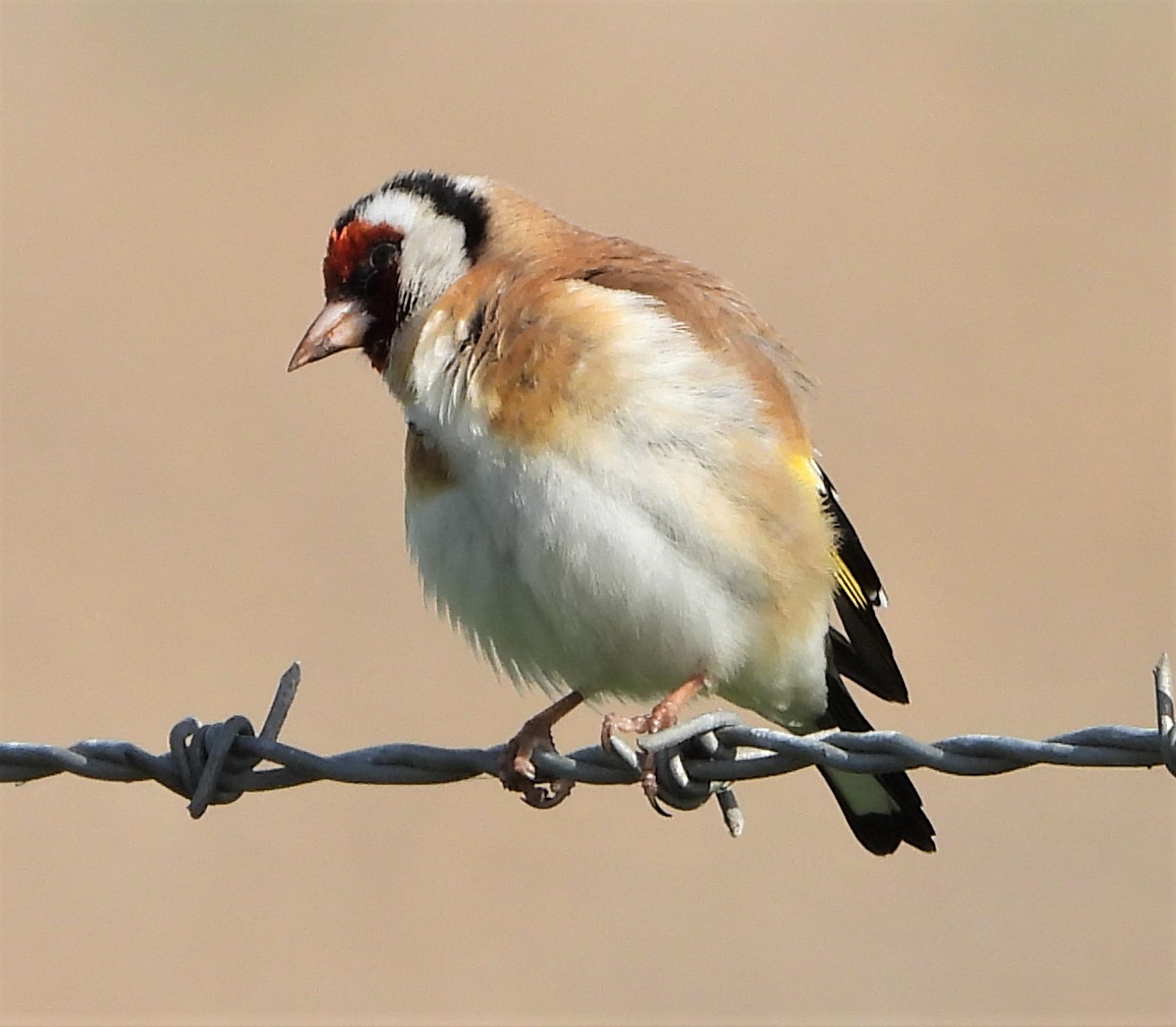 Goldfinch - 09-05-2022