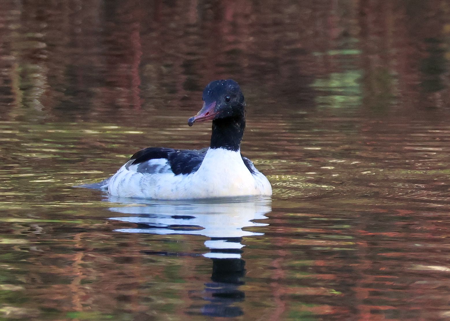 Goosander - 25-11-2025