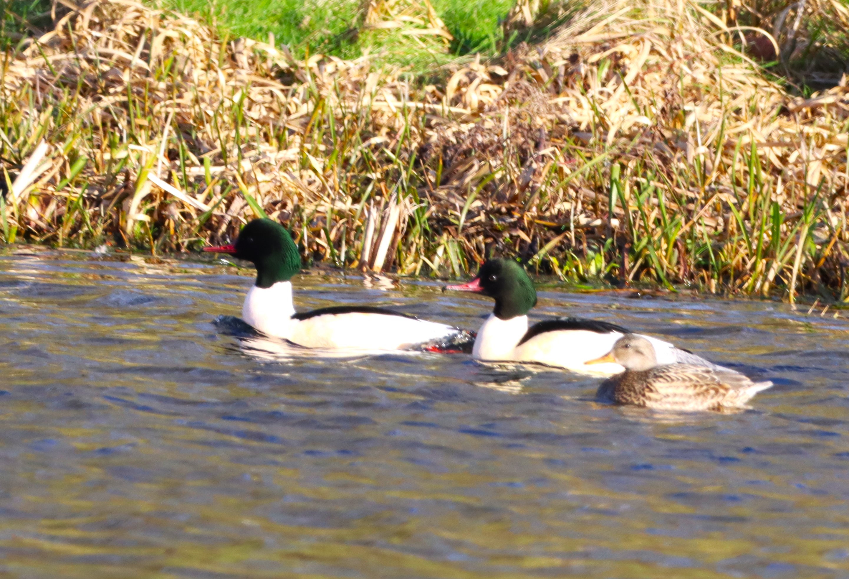 Goosander - 02-01-2025