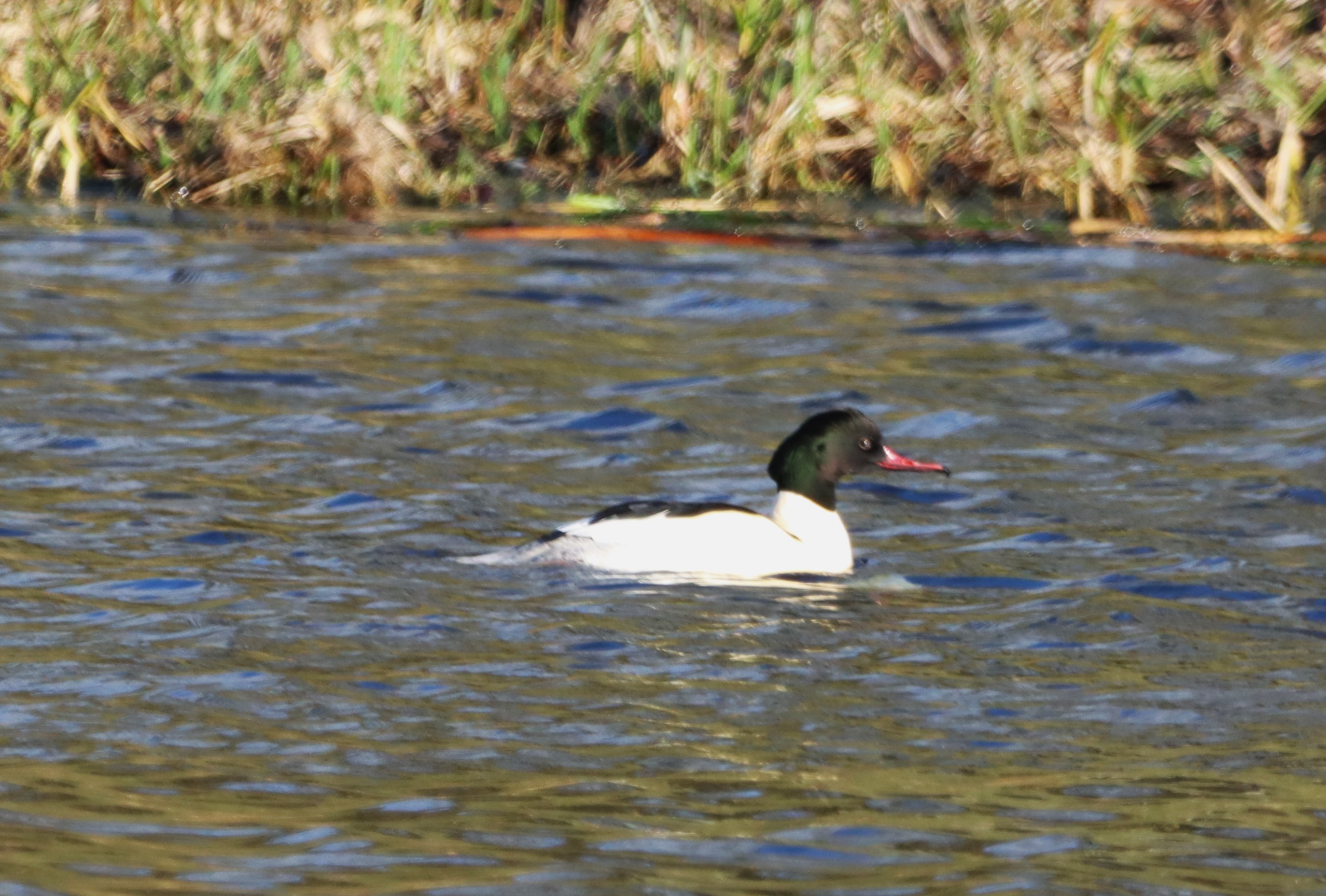 Goosander - 02-01-2025