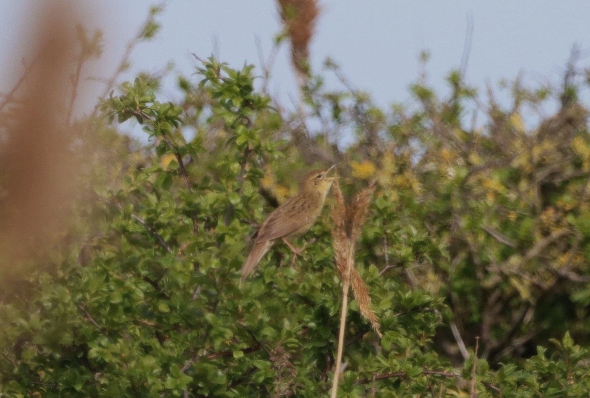 Grasshopper Warbler - 02-05-2023