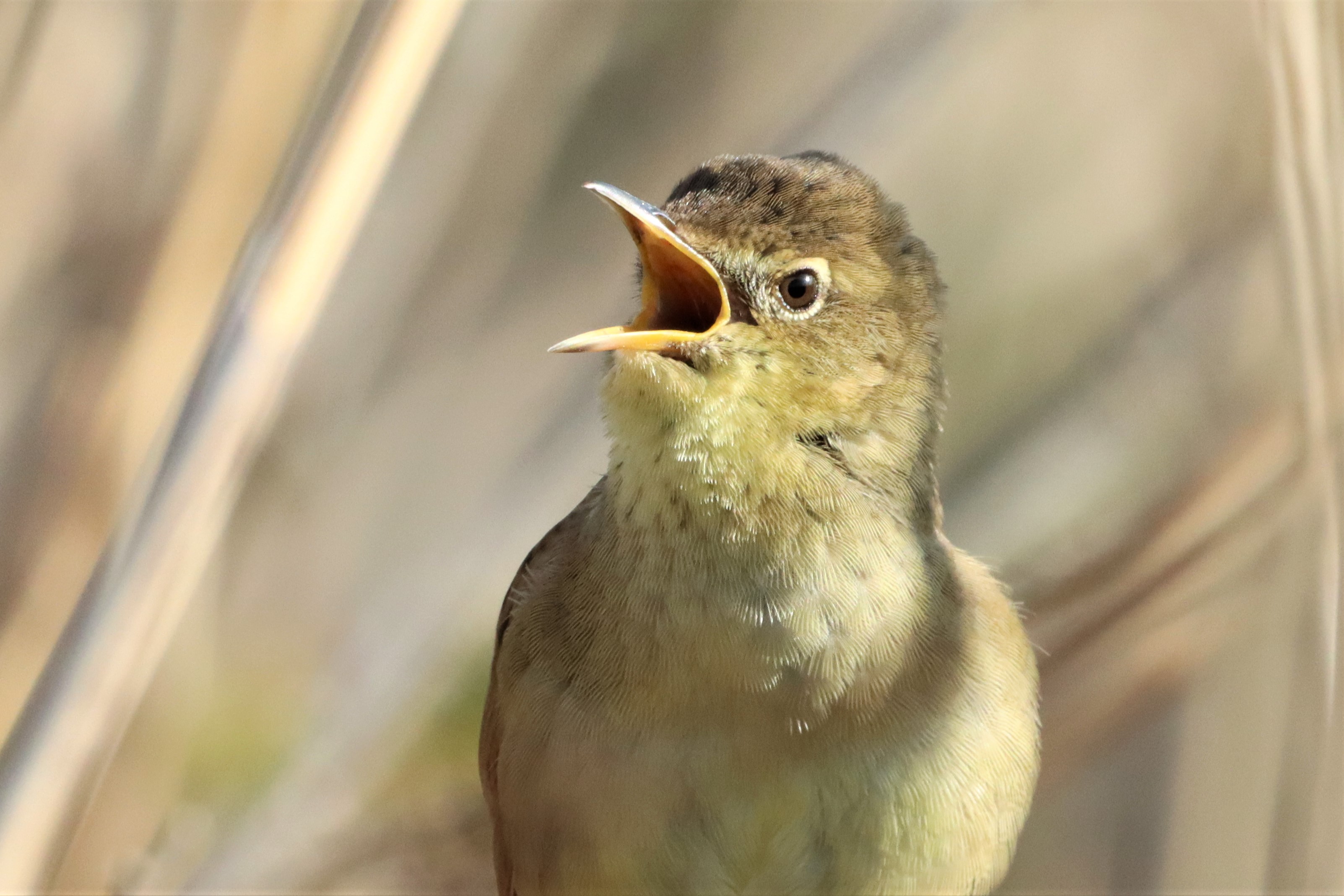 Grasshopper Warbler - 25-04-2021