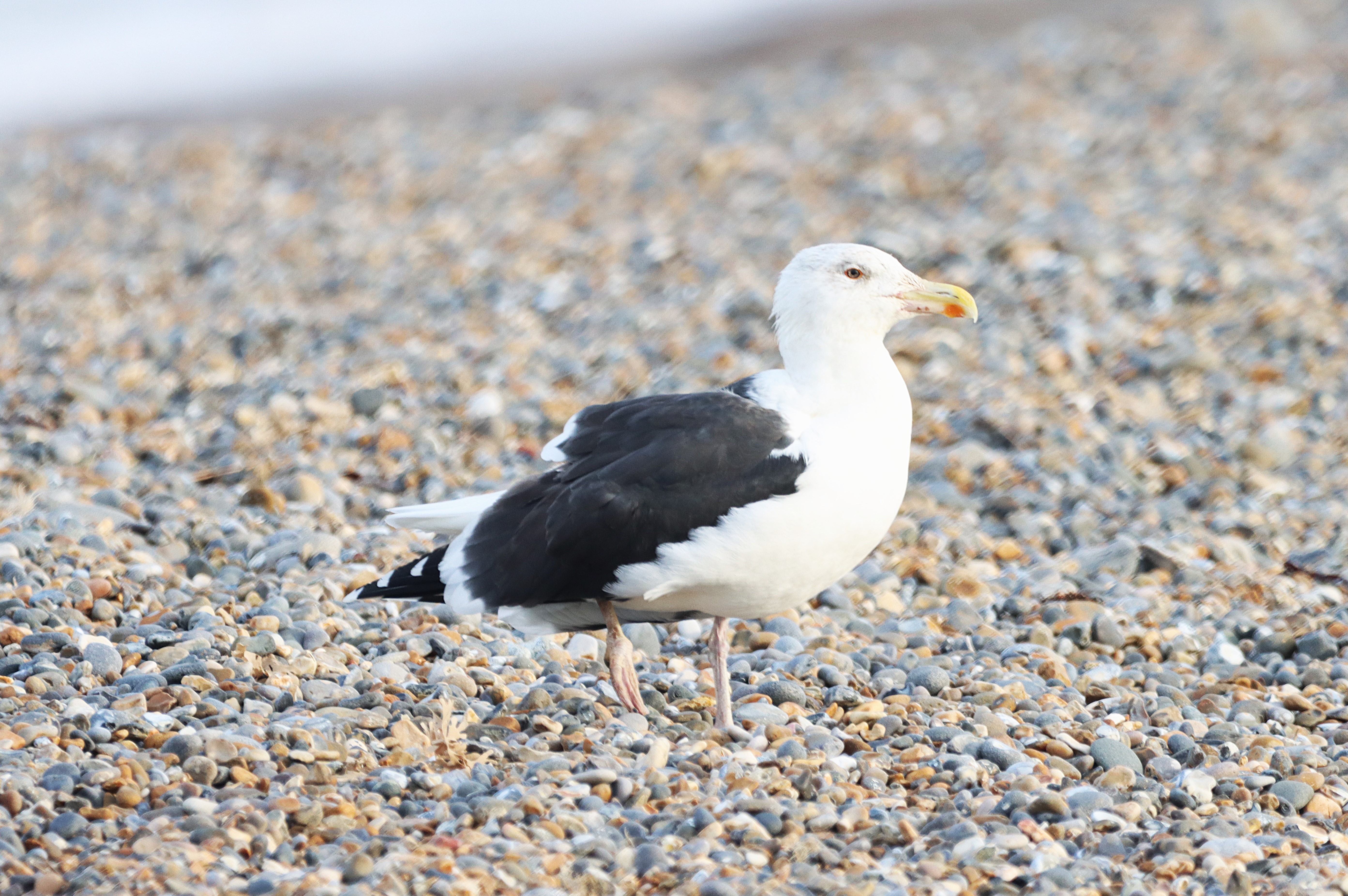 Great Black-backed Gull - 21-01-2025