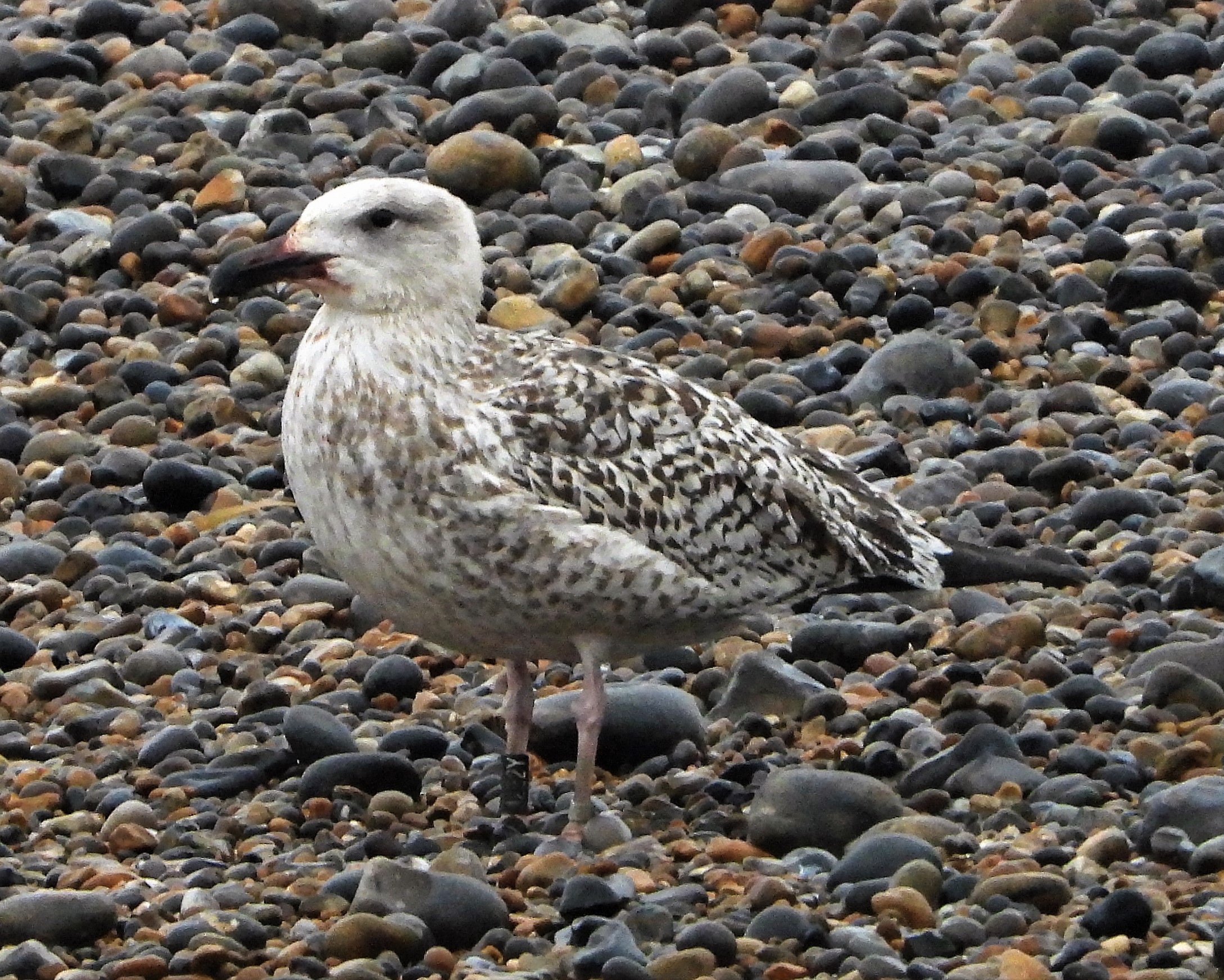 Great Black-backed Gull - 14-12-2021