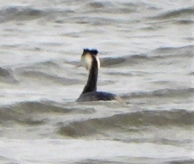 Great Crested Grebe - 26-01-2022