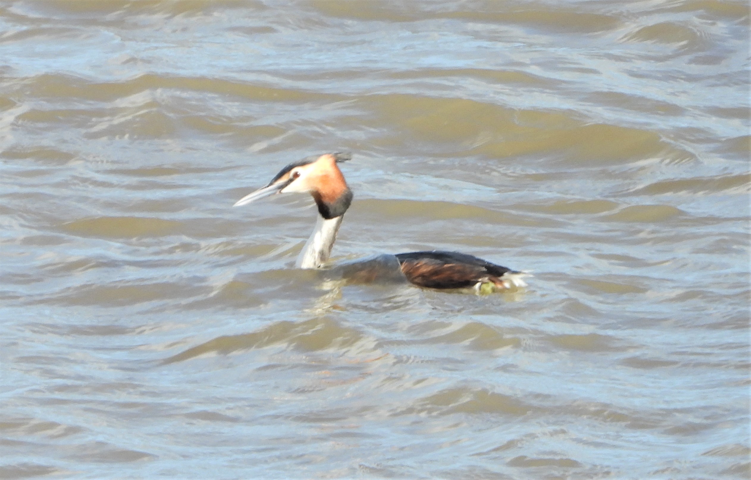 Great Crested Grebe - 30-03-2023