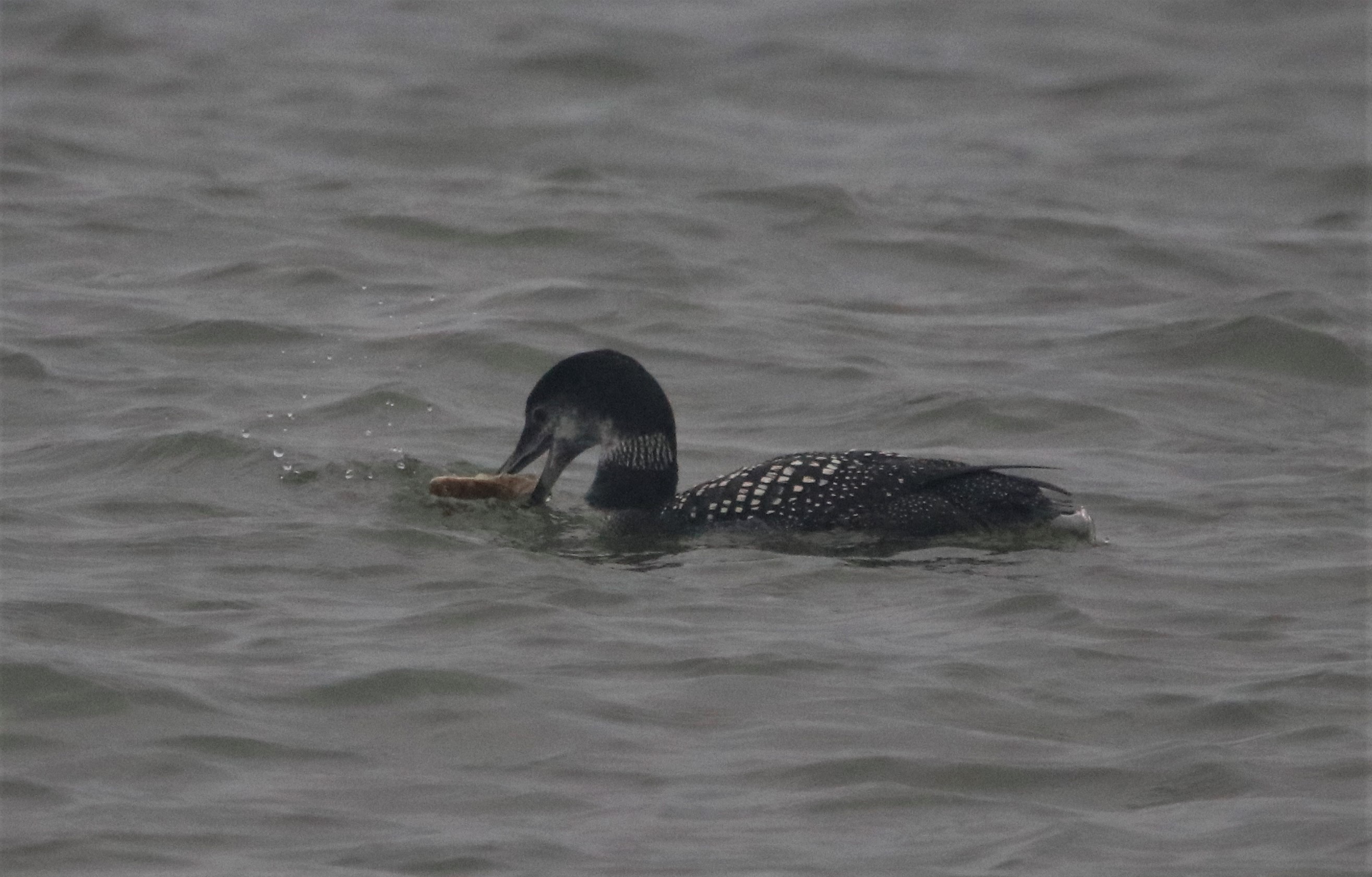 Great Northern Diver - 06-11-2021