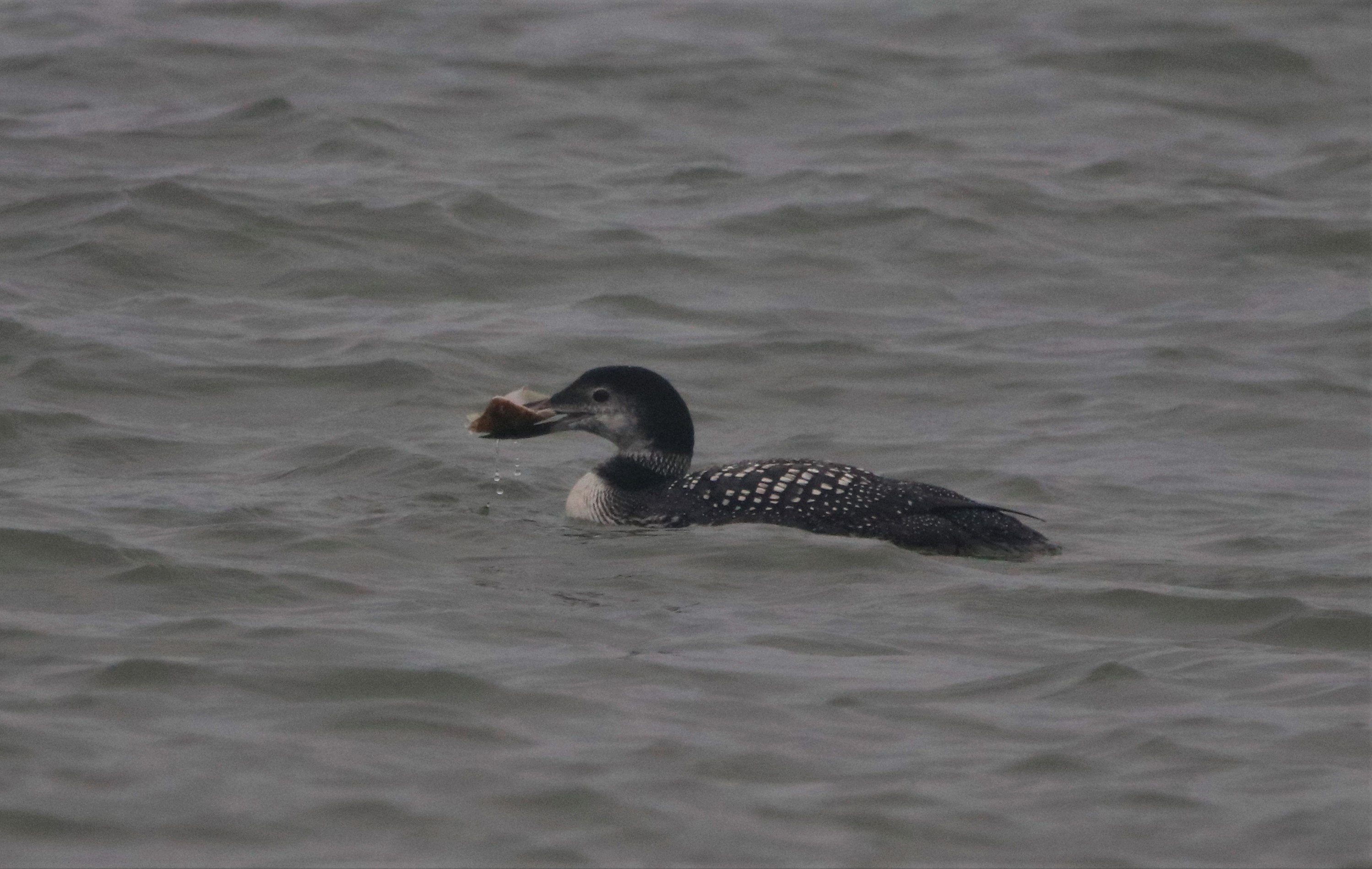 Great Northern Diver - 06-11-2021