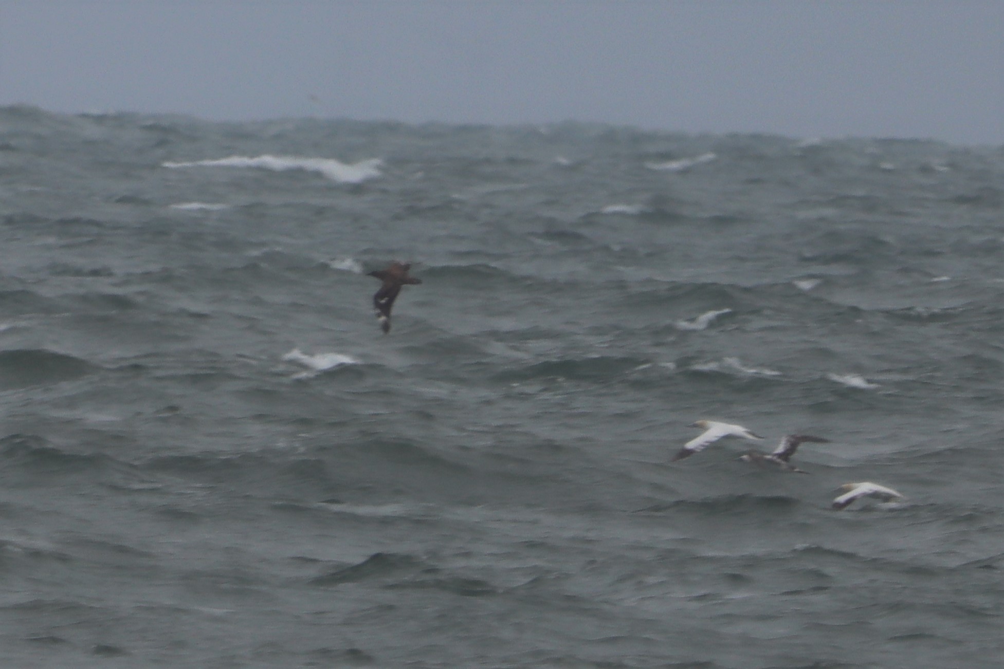 Great Skua - 28-08-2021