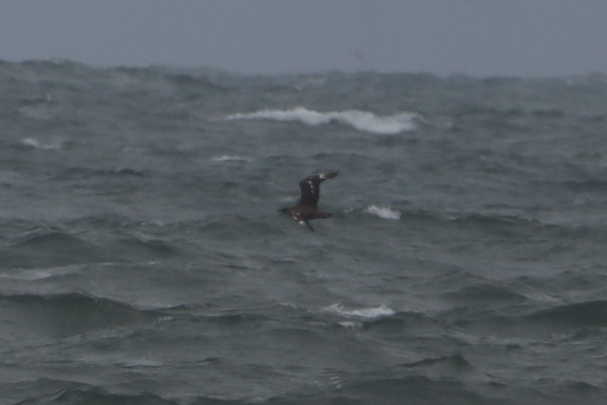 Great Skua - 28-08-2021