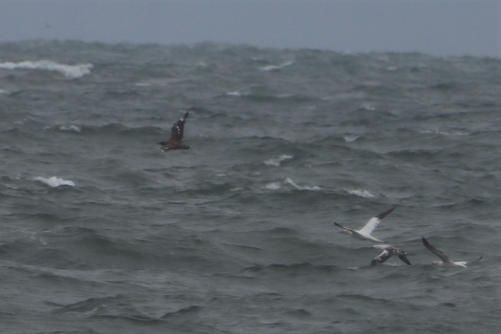 Great Skua - 28-08-2021