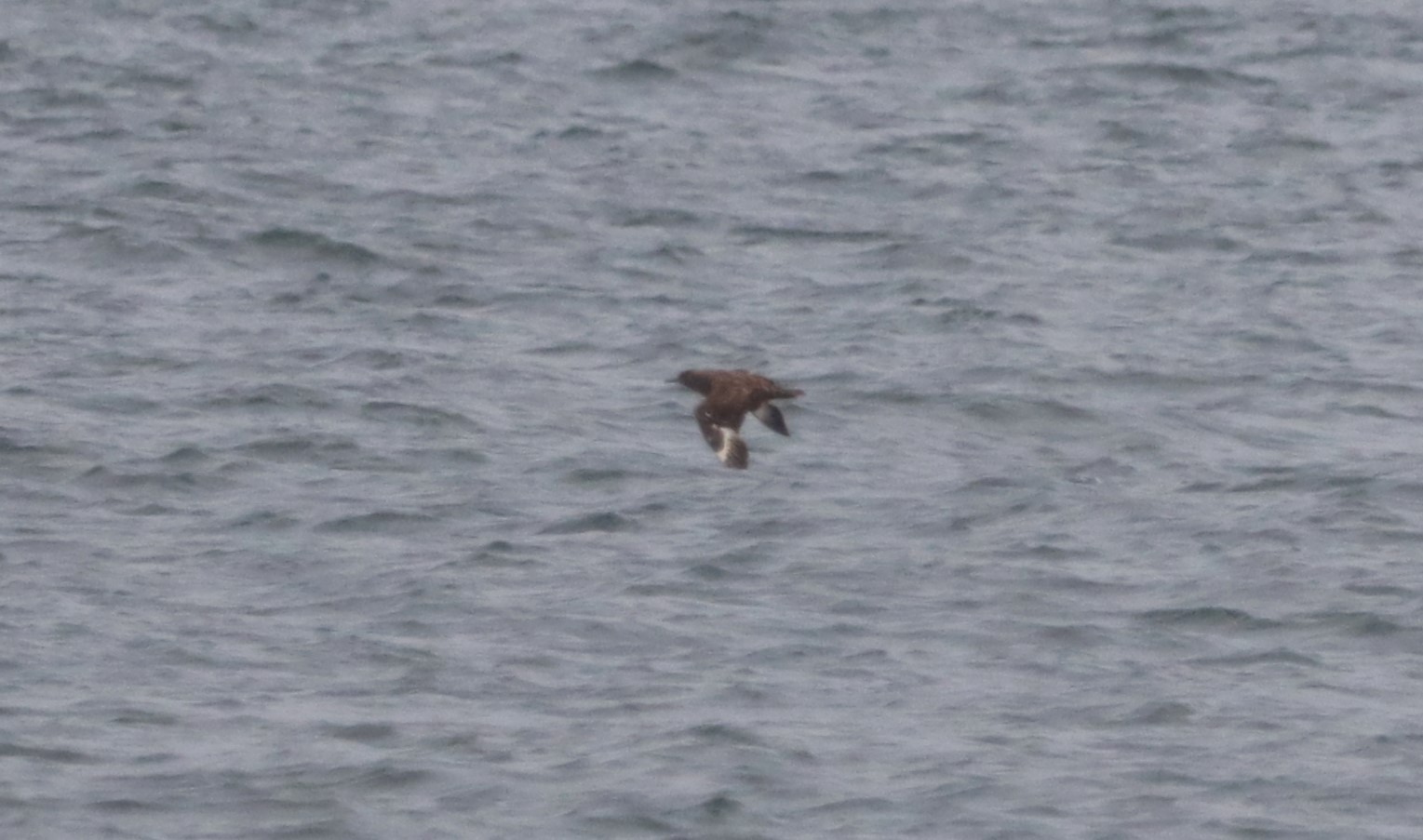 Great Skua - 04-10-2023