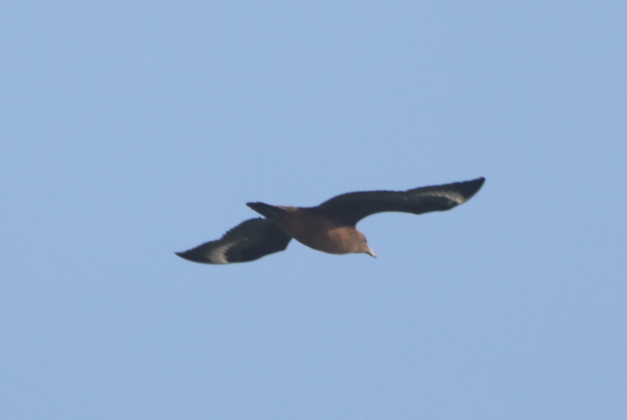 Great Skua - 06-09-2024