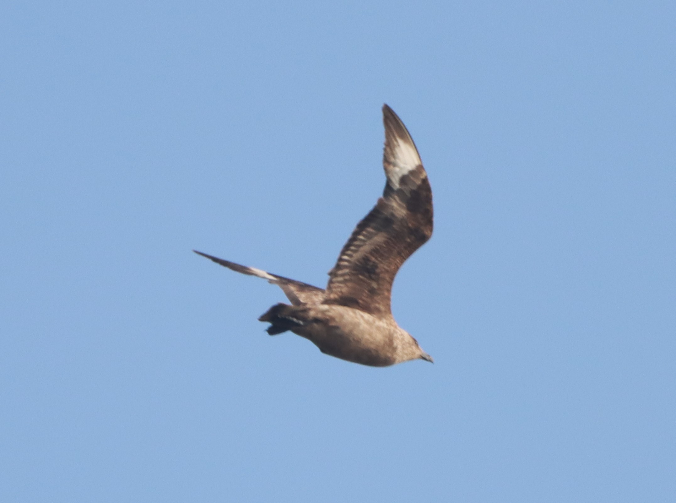 Great Skua - 06-09-2024