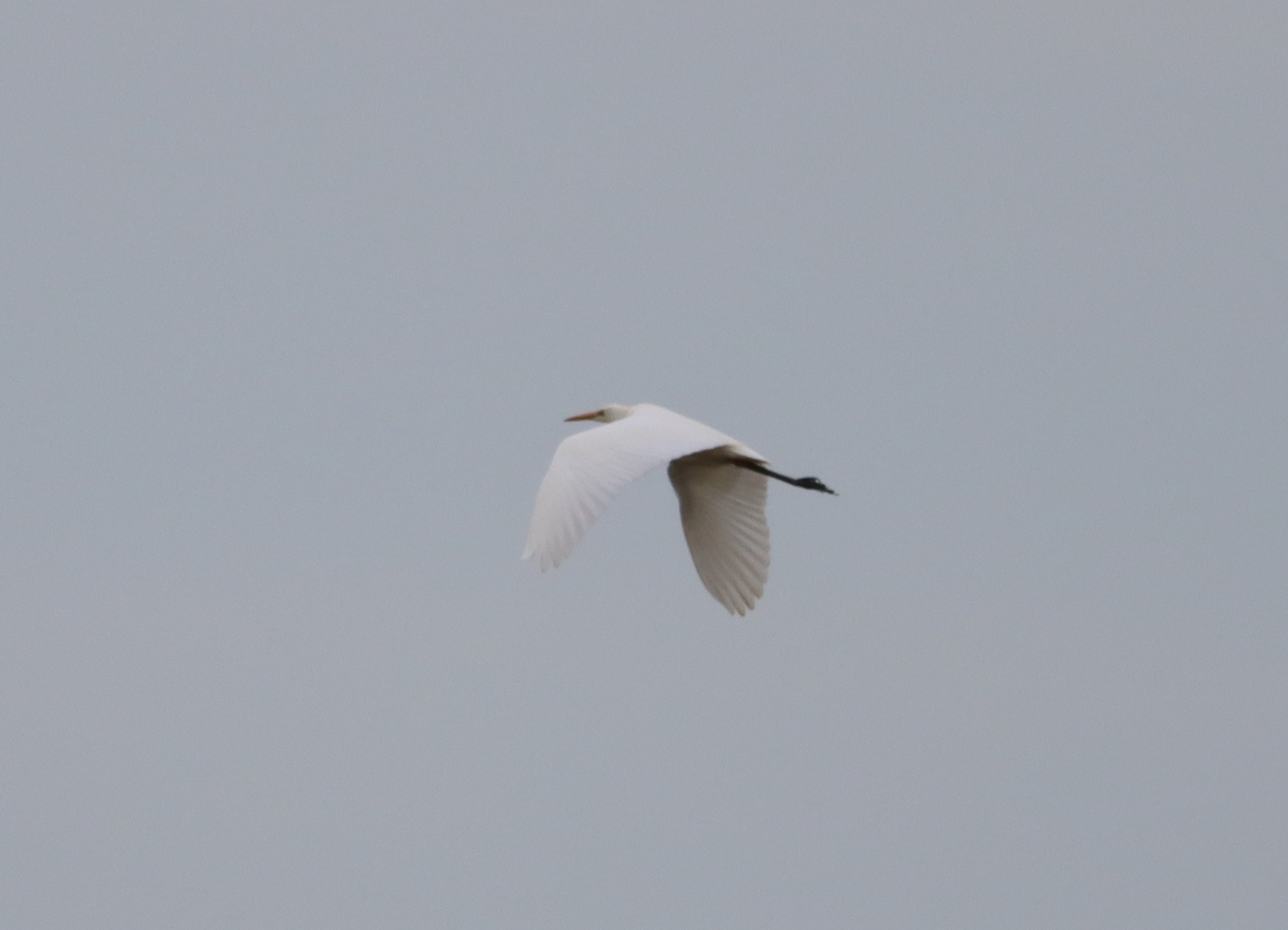 Great White Egret - 16-03-2023