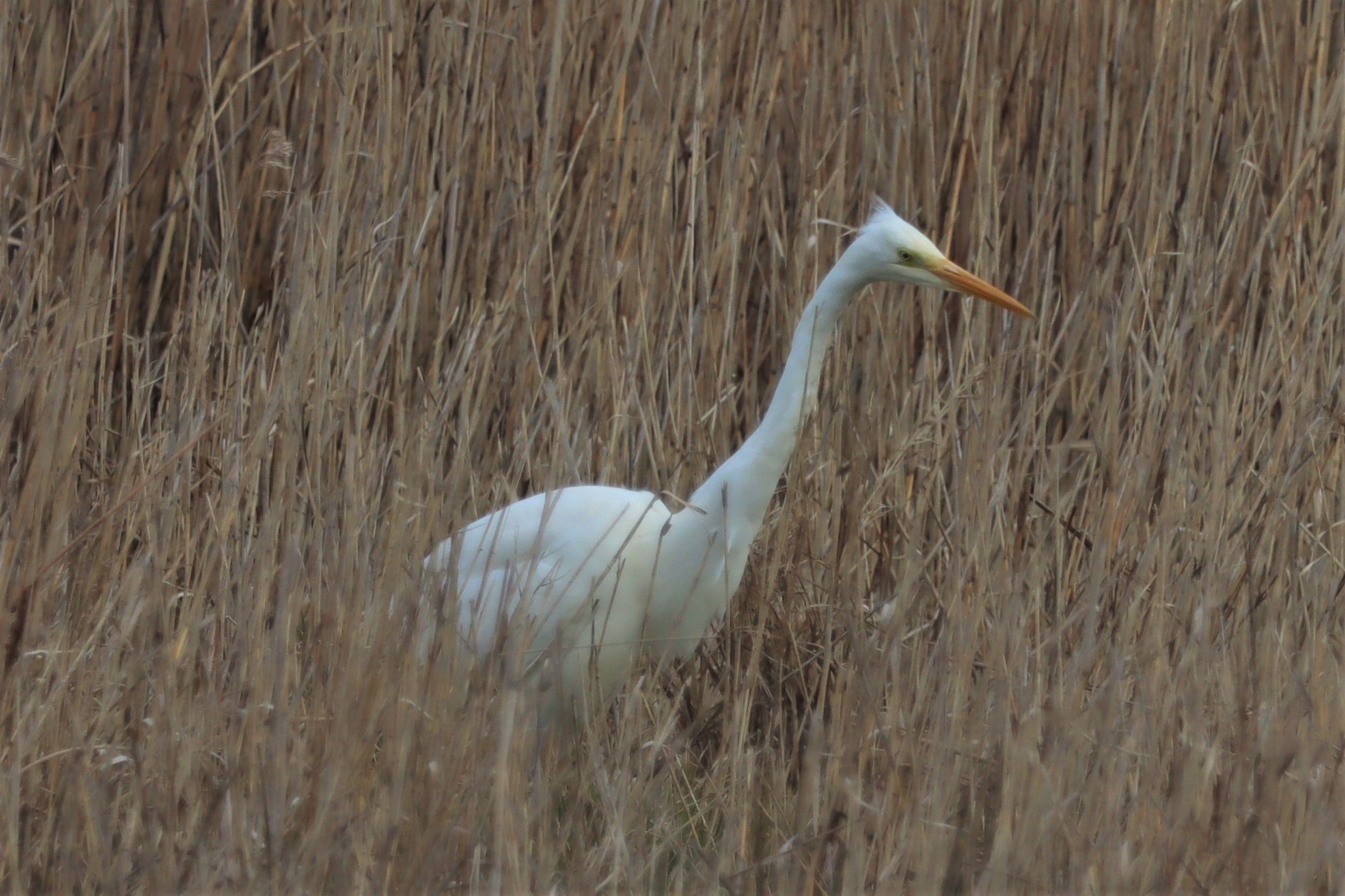 Great White Egret - 28-03-2021