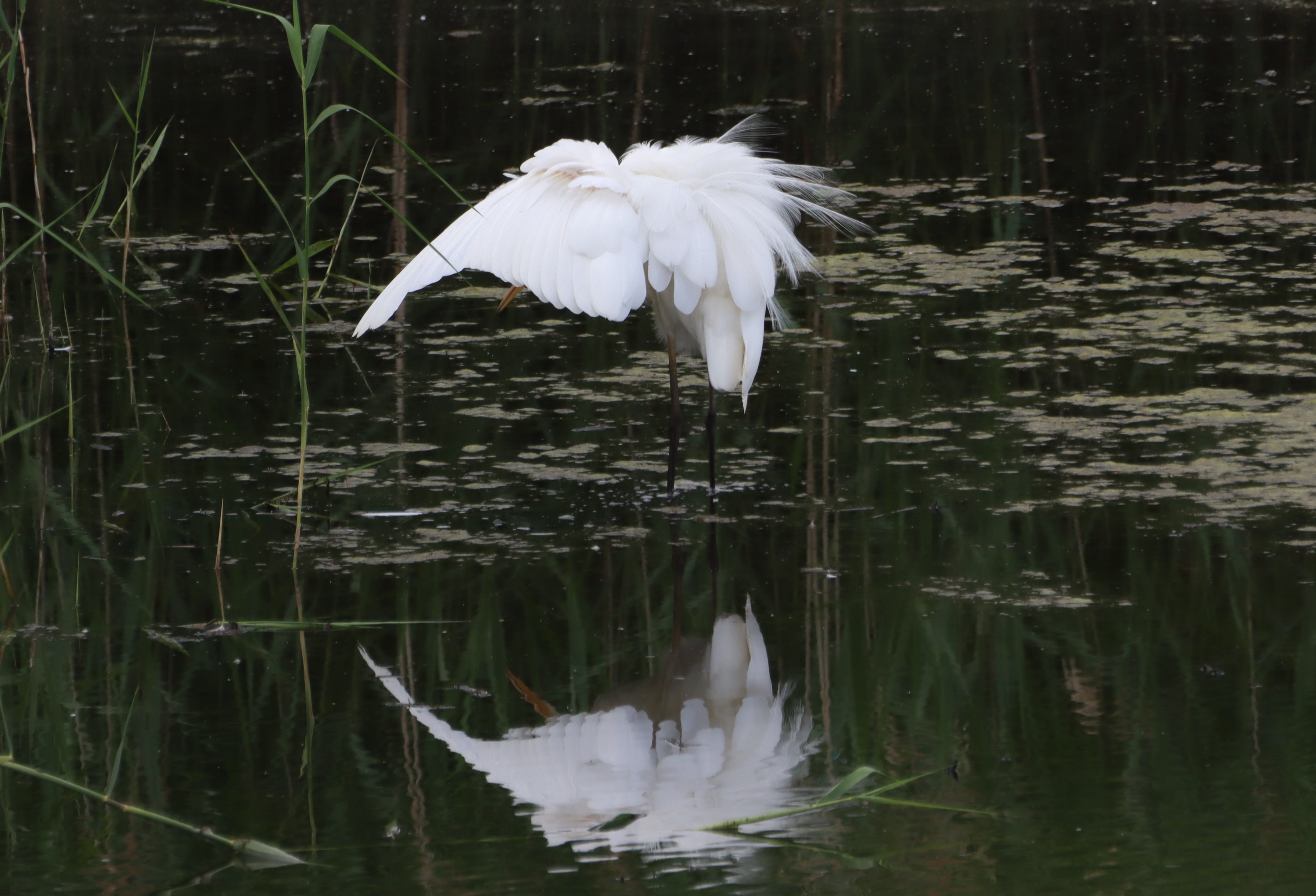Great White Egret - 28-06-2025