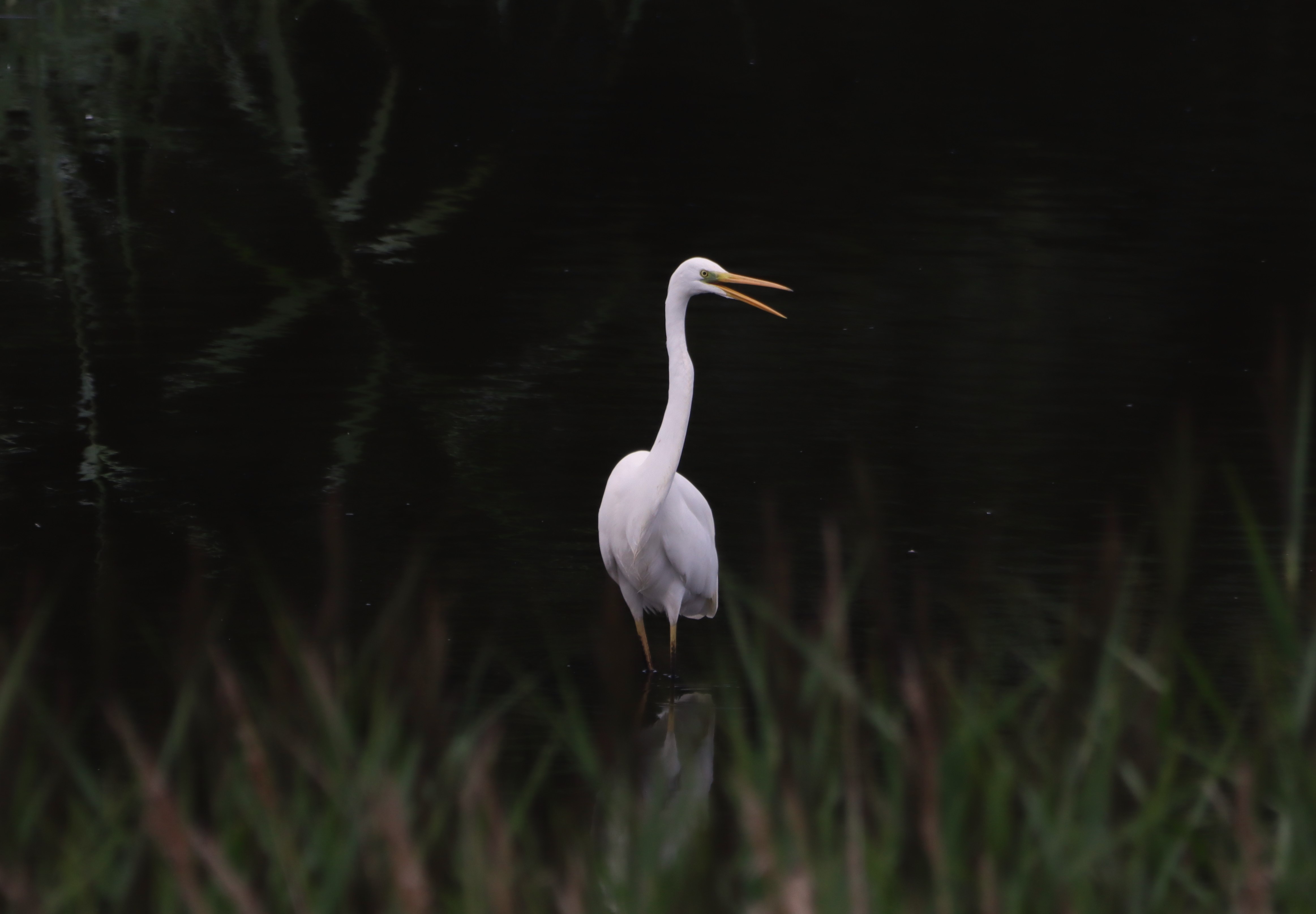 Great White Egret - 03-08-2025