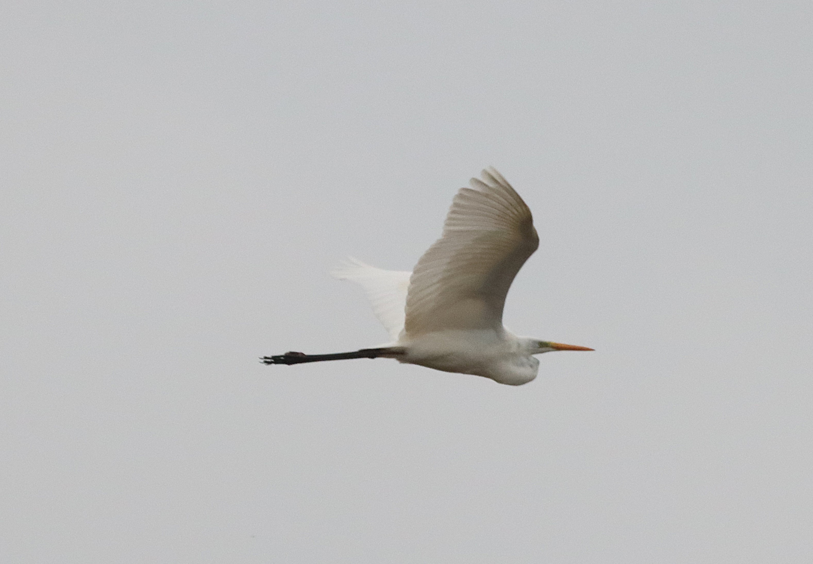 Great White Egret - 06-11-2024