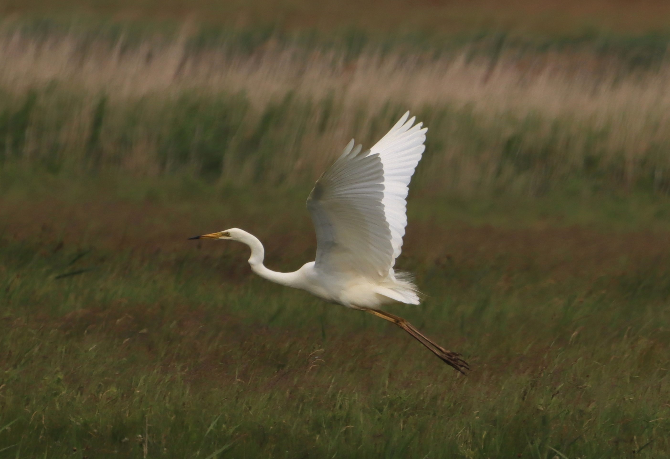 Great White Egret - 07-06-2026